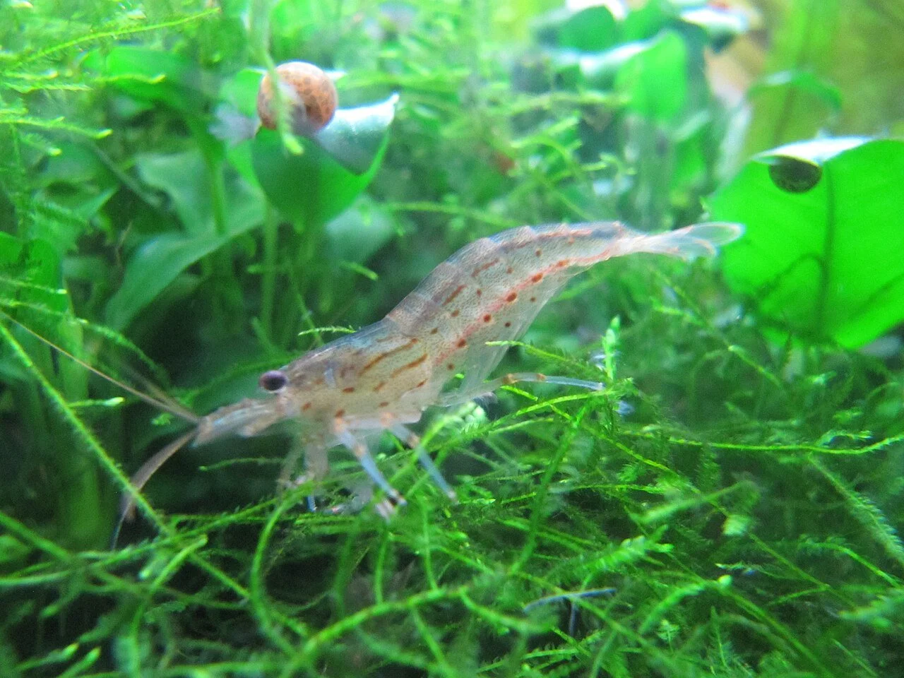 Amano Shrimp — Caridina multidentata 2-3CM