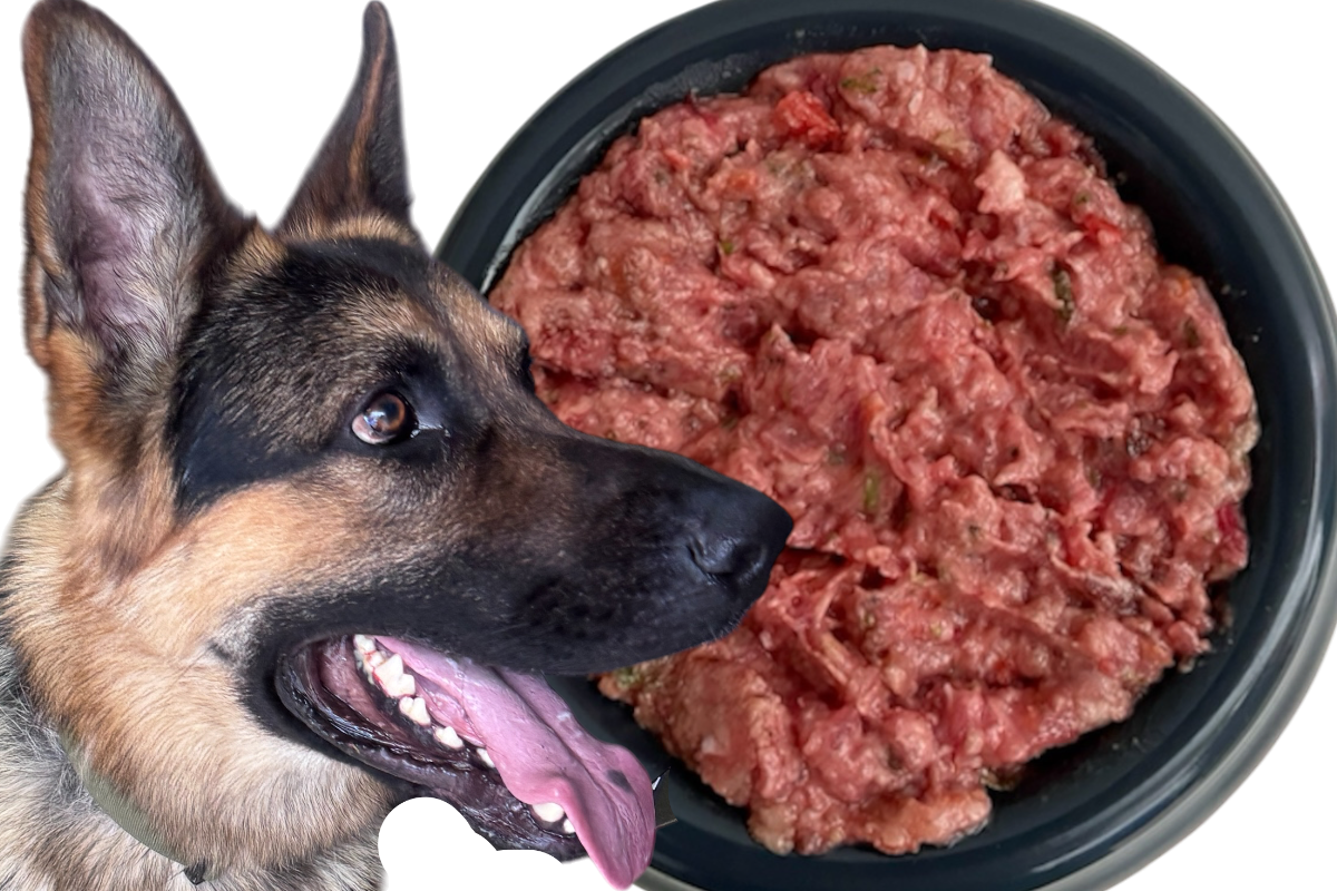A German Shepherd dog looking at a bowl of raw ground beef.