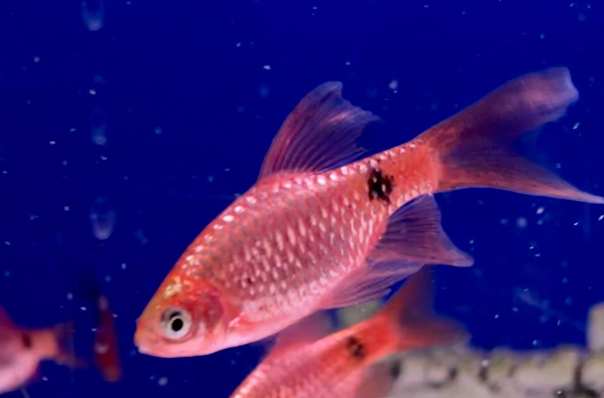 Rosy Barb in temperate water