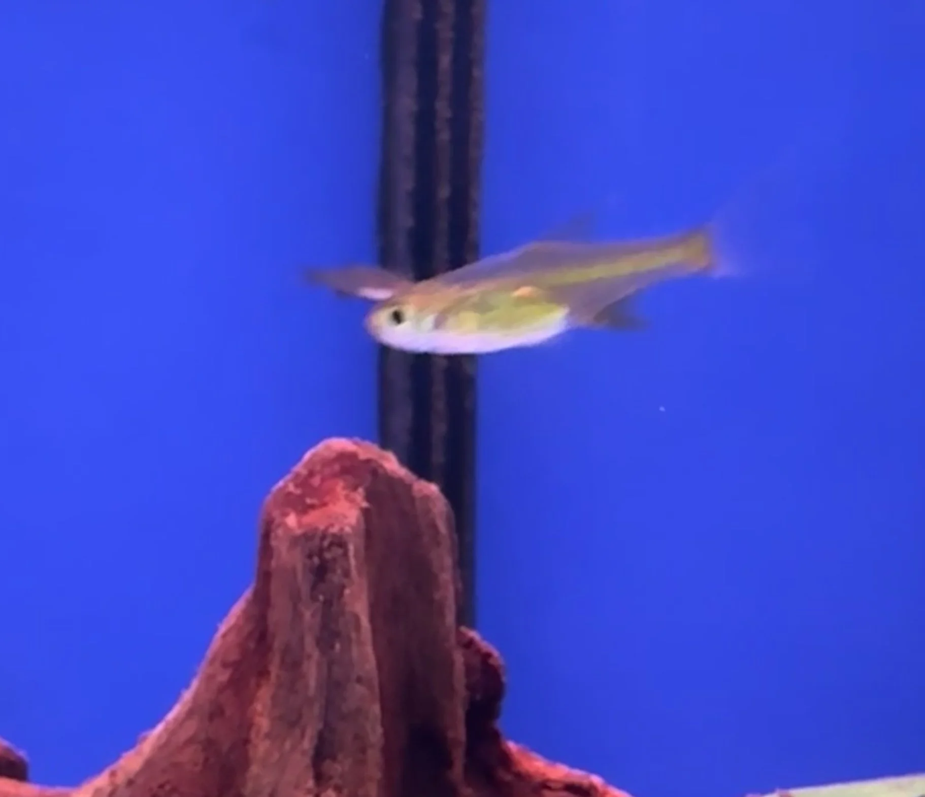 Neon Green Rasbora - Microdevario kubotai