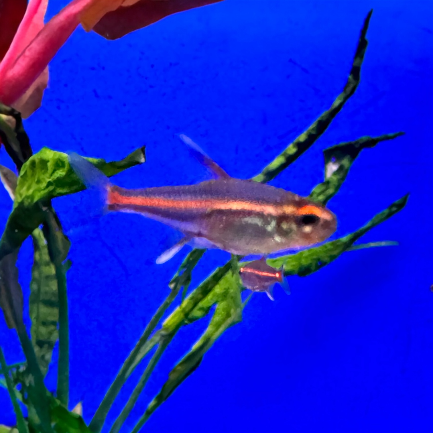 Photoroom_20250426_111710.jpeg