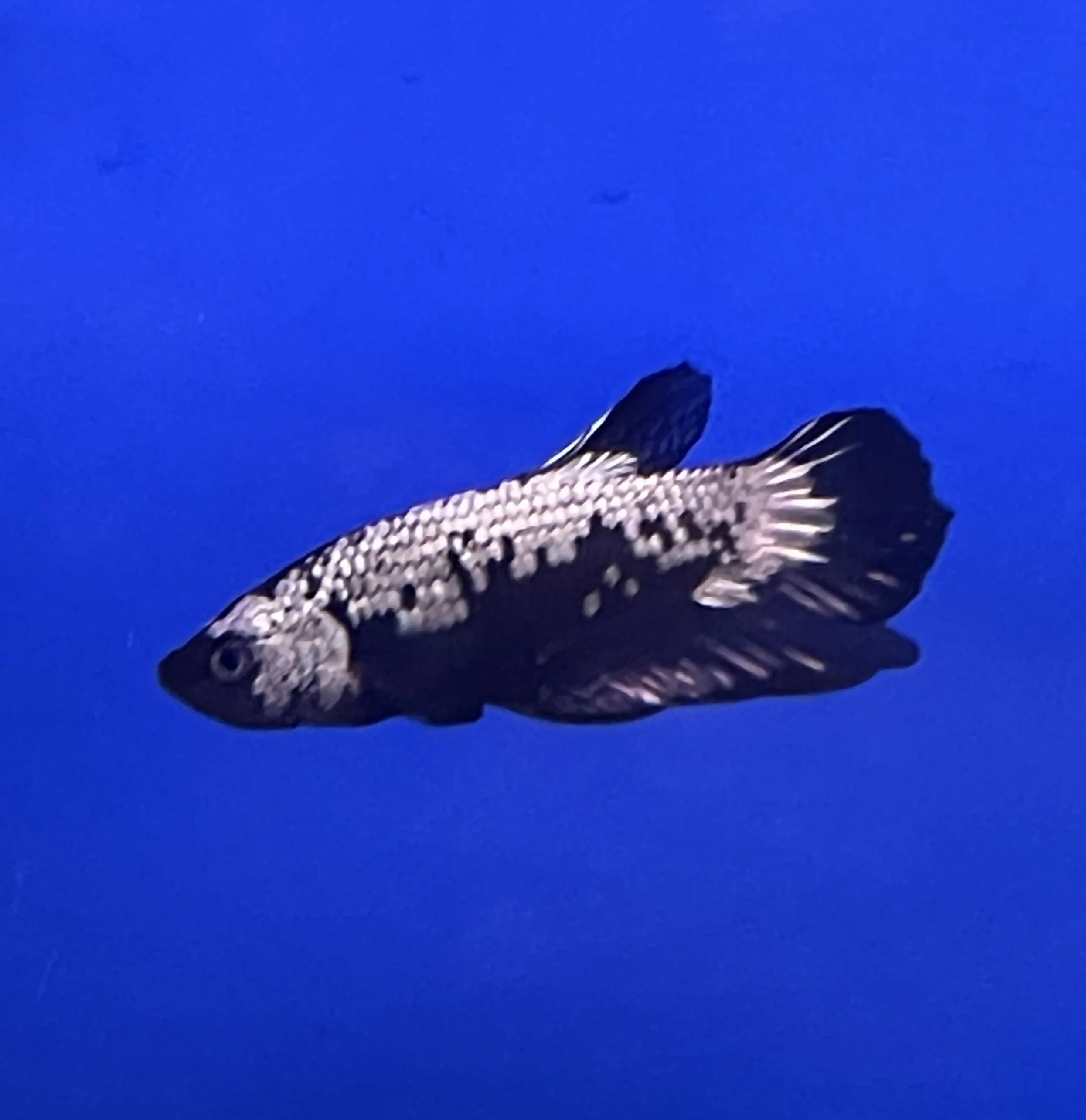 Samurai Male Betta