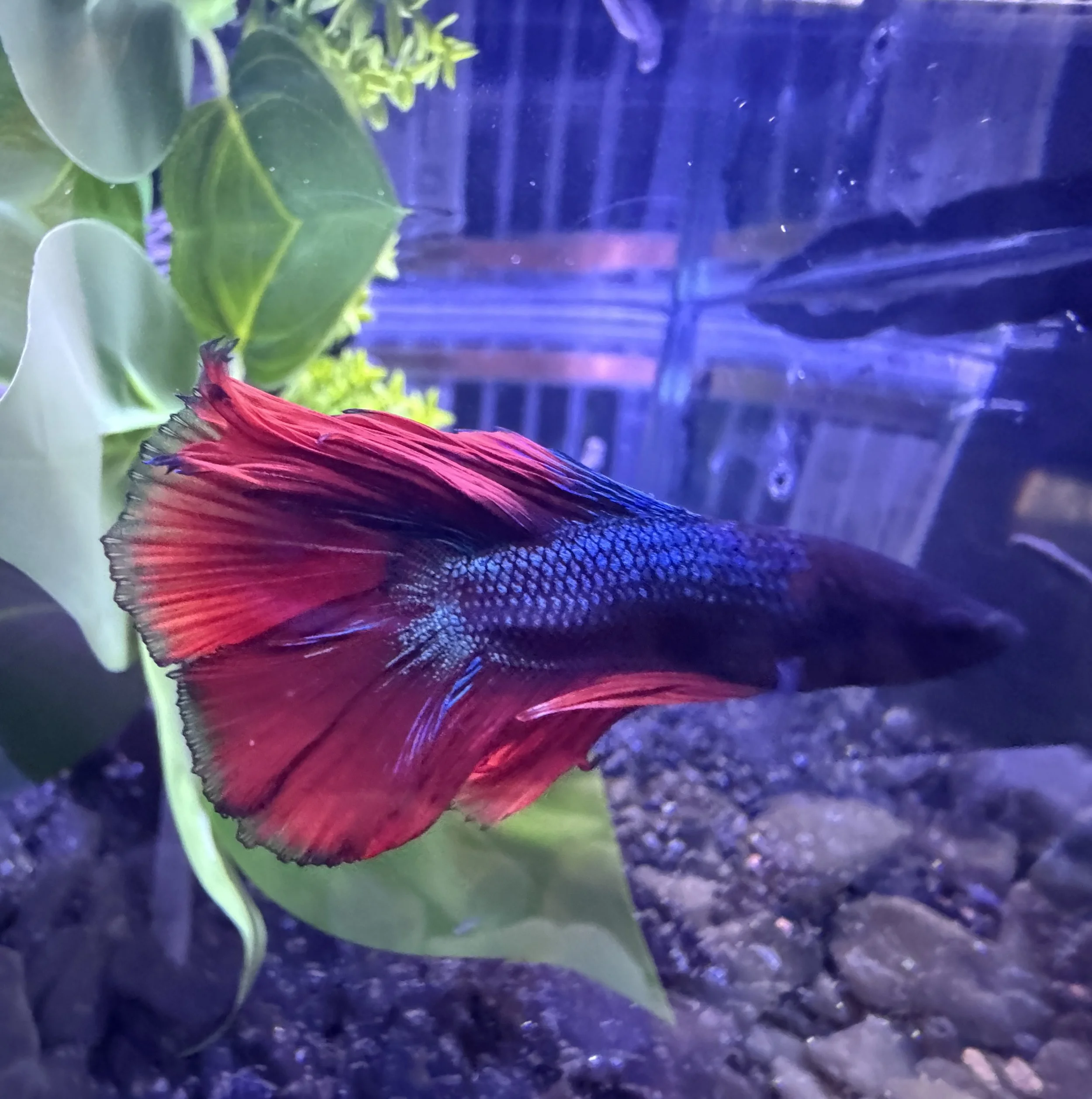 Halfmoon betta
