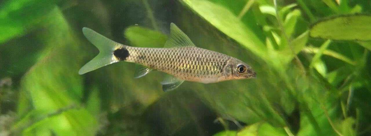 Silver Flying Fox Tropical Fish — Crossocheilus reticulatus 3-5CM