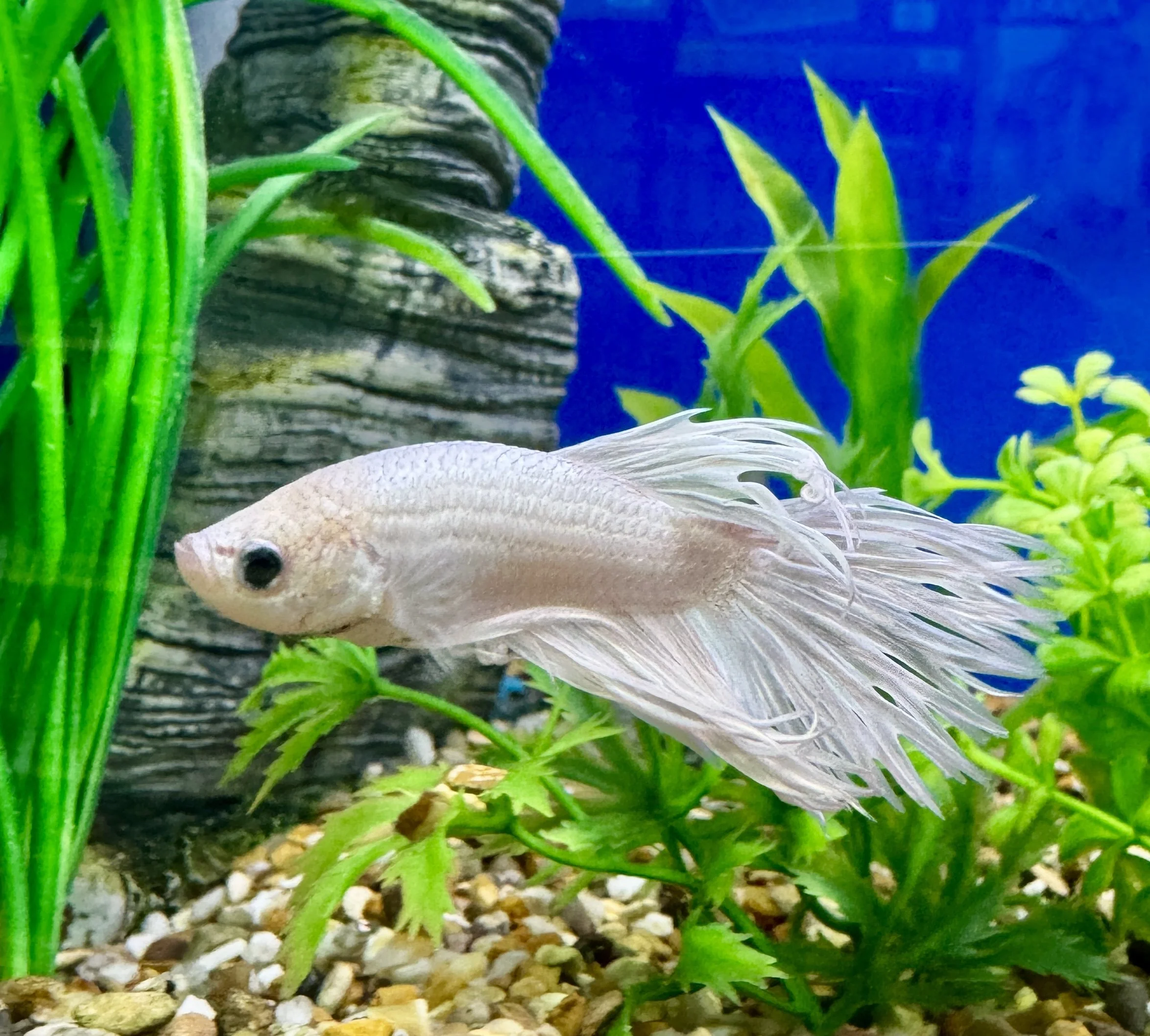 Betta - Crown Tail Platinum/White