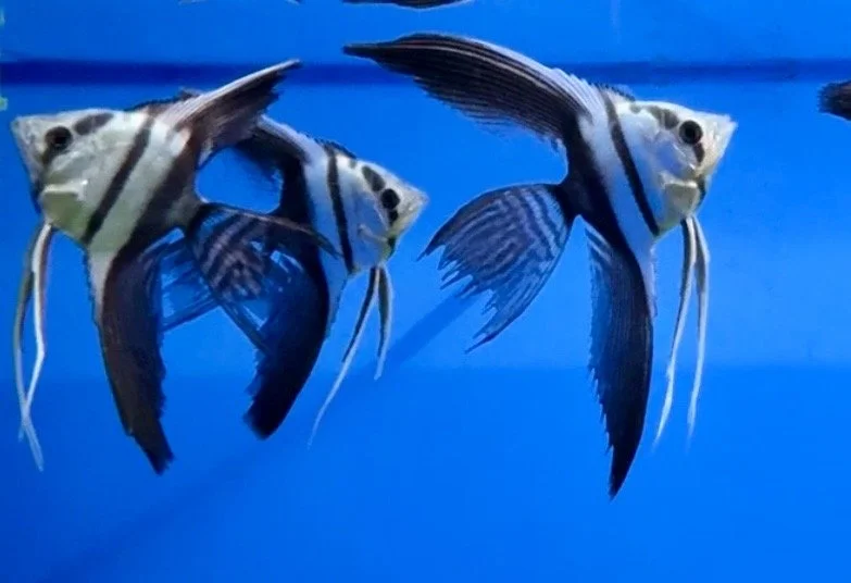 angelfish swimming in blue background