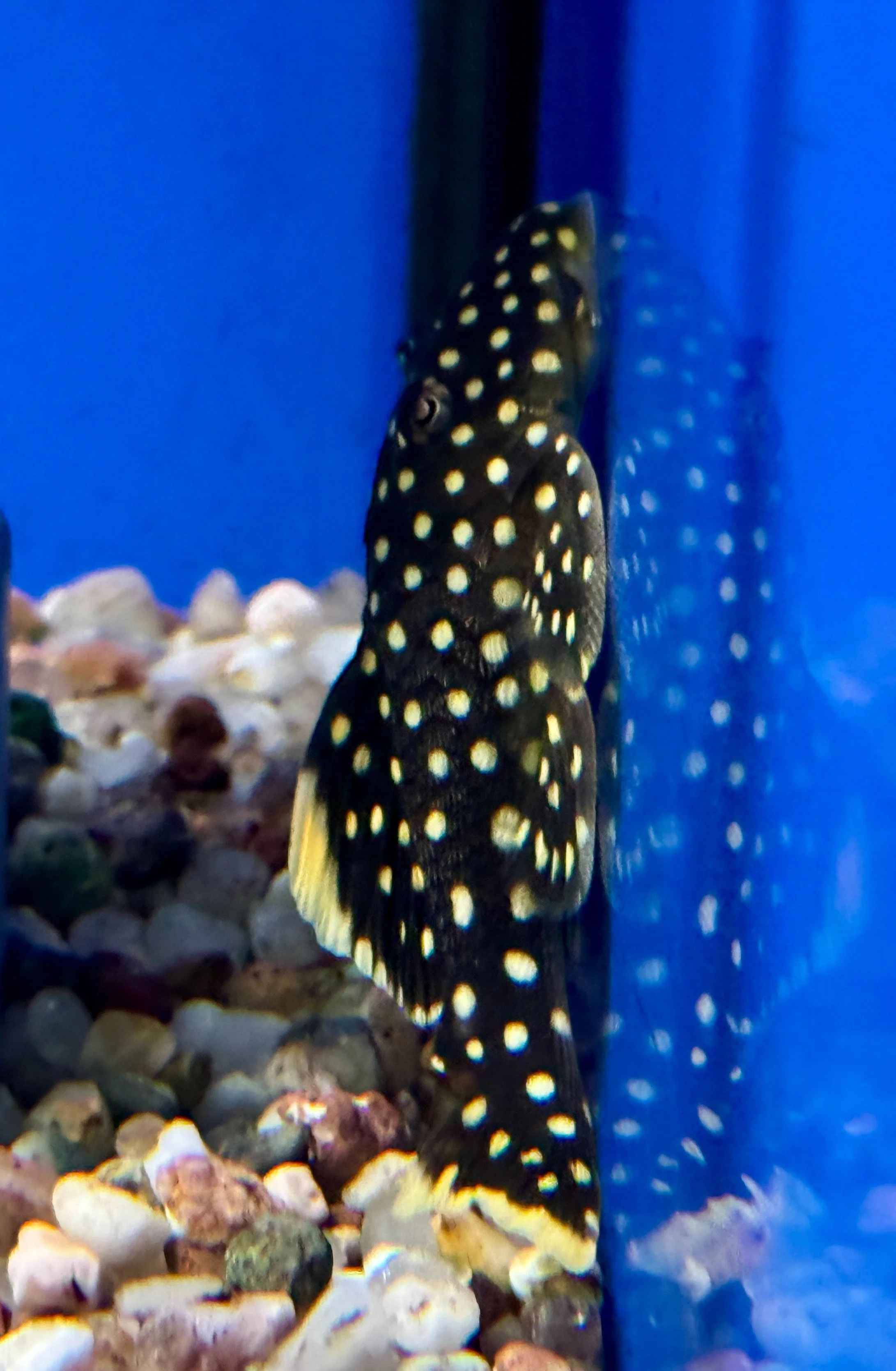 Golden Nugget Pleco L018