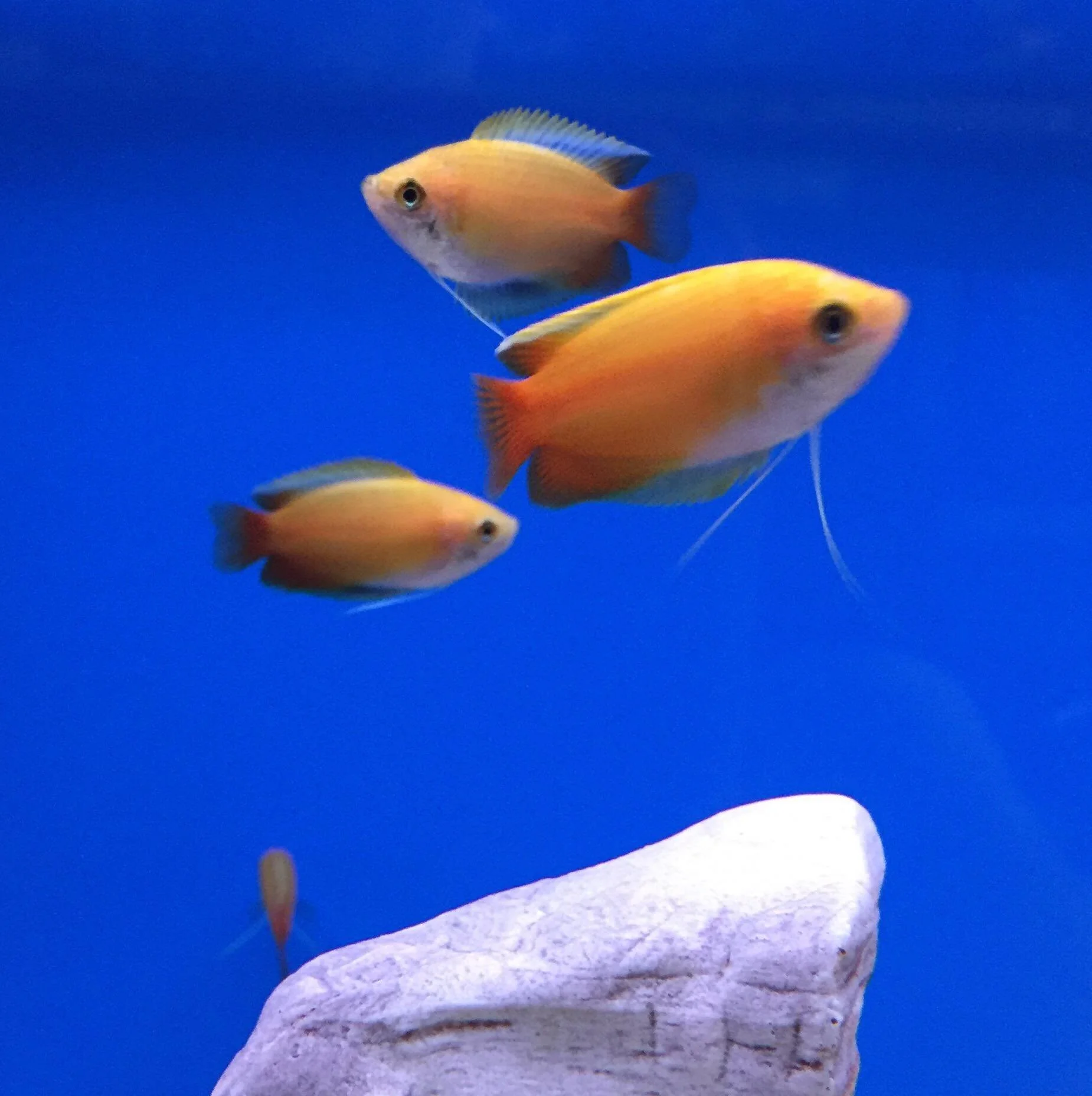 3 gold honey gouramis