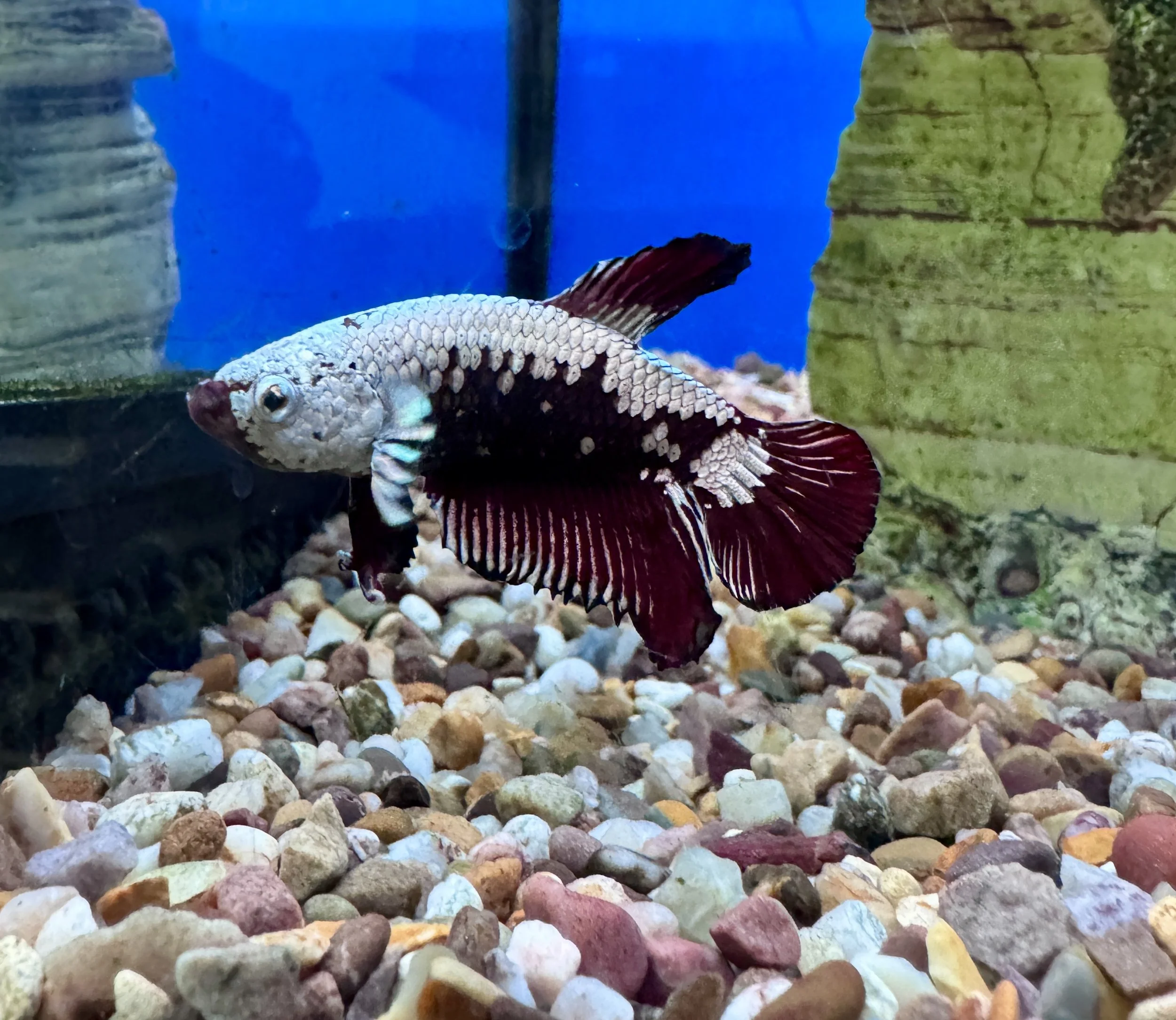 Red Samurai Male Betta — Betta splendens