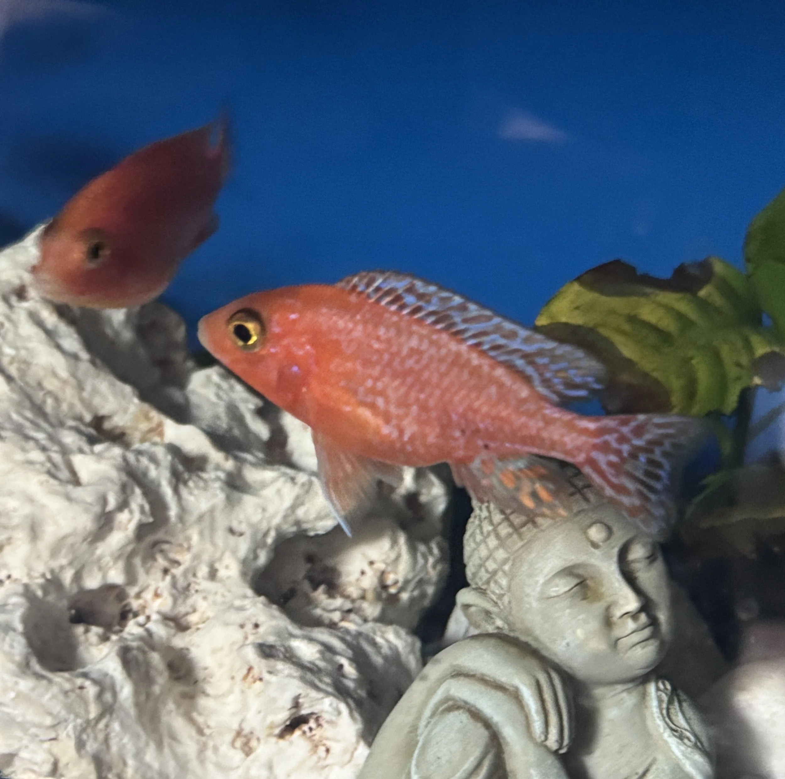 aul malawi cichlid Chatham