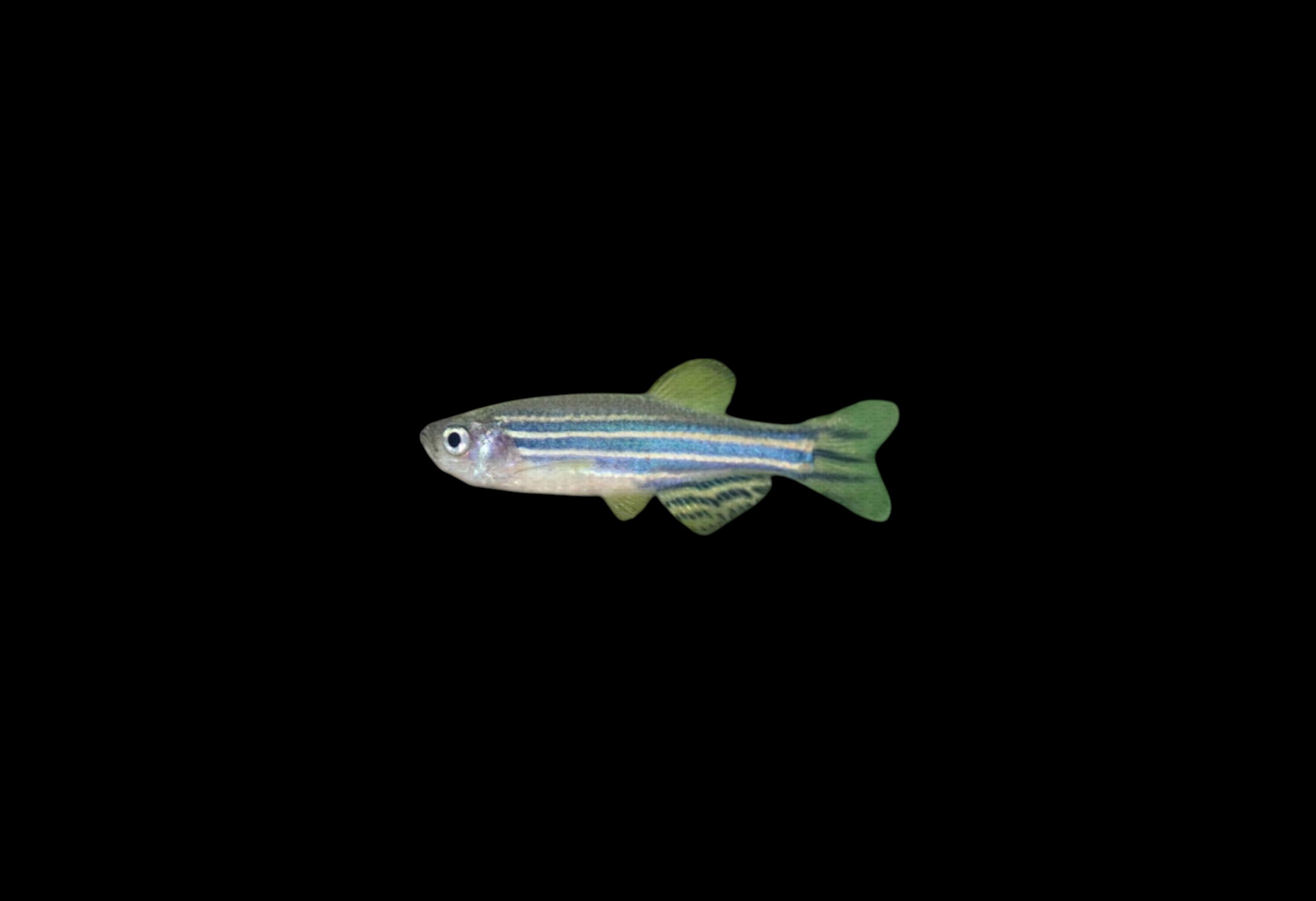 Zebra Danio - Danio rerio 1-2cm