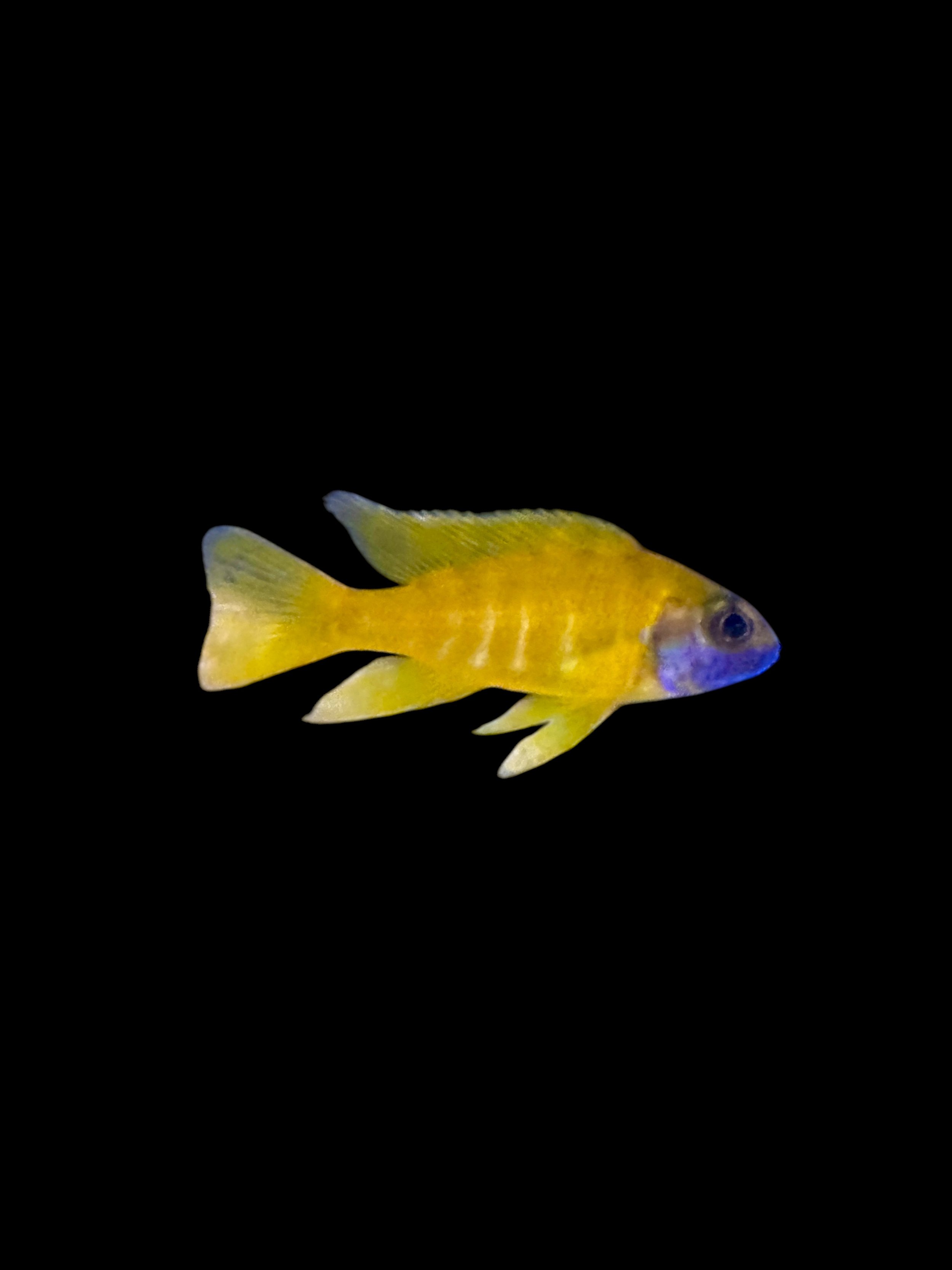 Yellow Peacock, - Aulonocara baenschi