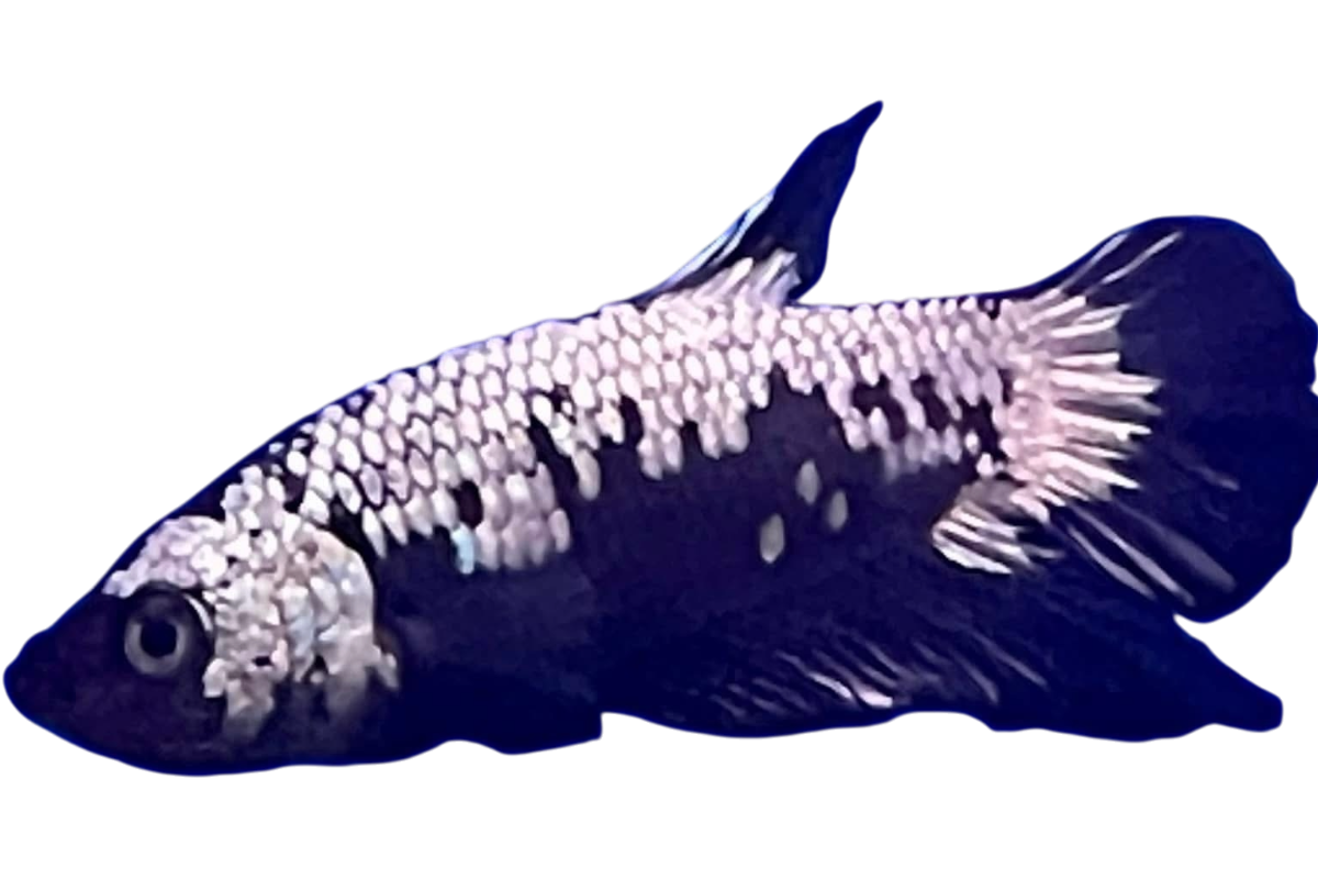 A colorful fish with black, white, and purple markings, and textured scales.