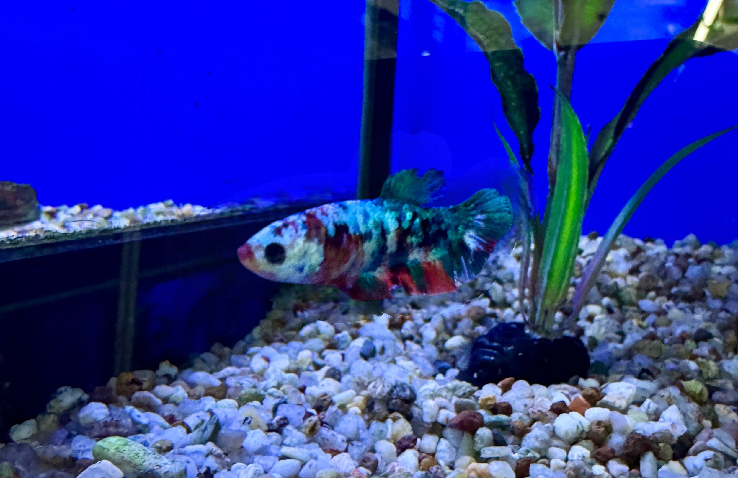 Photoroom_20250429_152031.jpeg