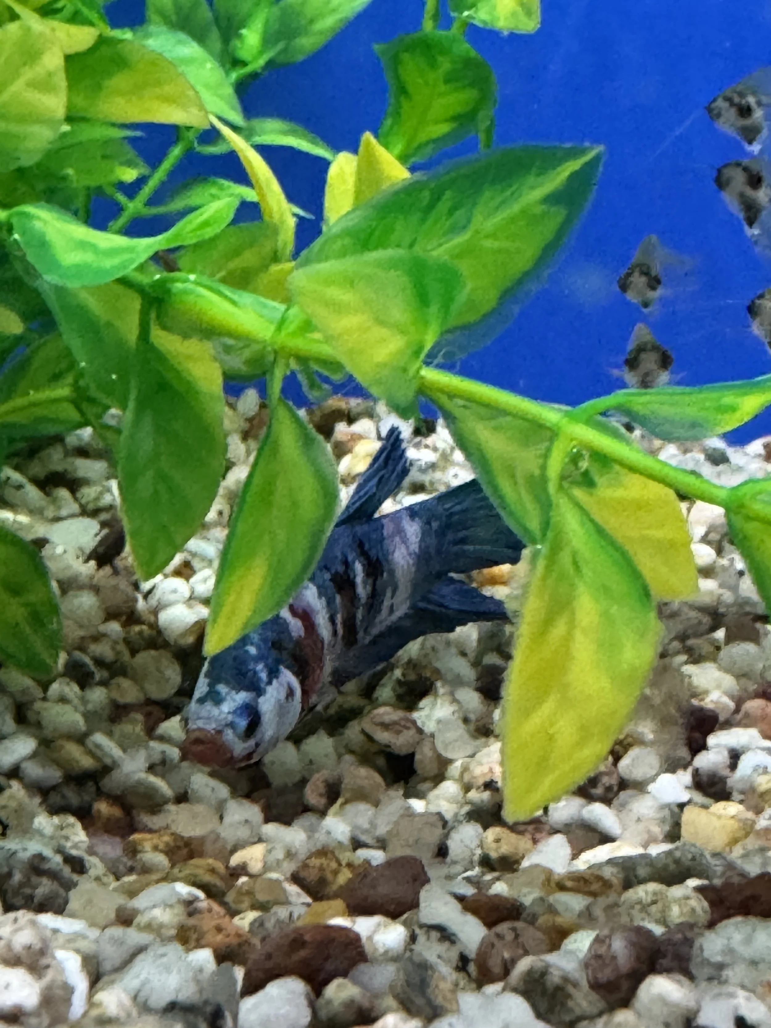 Male Betta Plakat