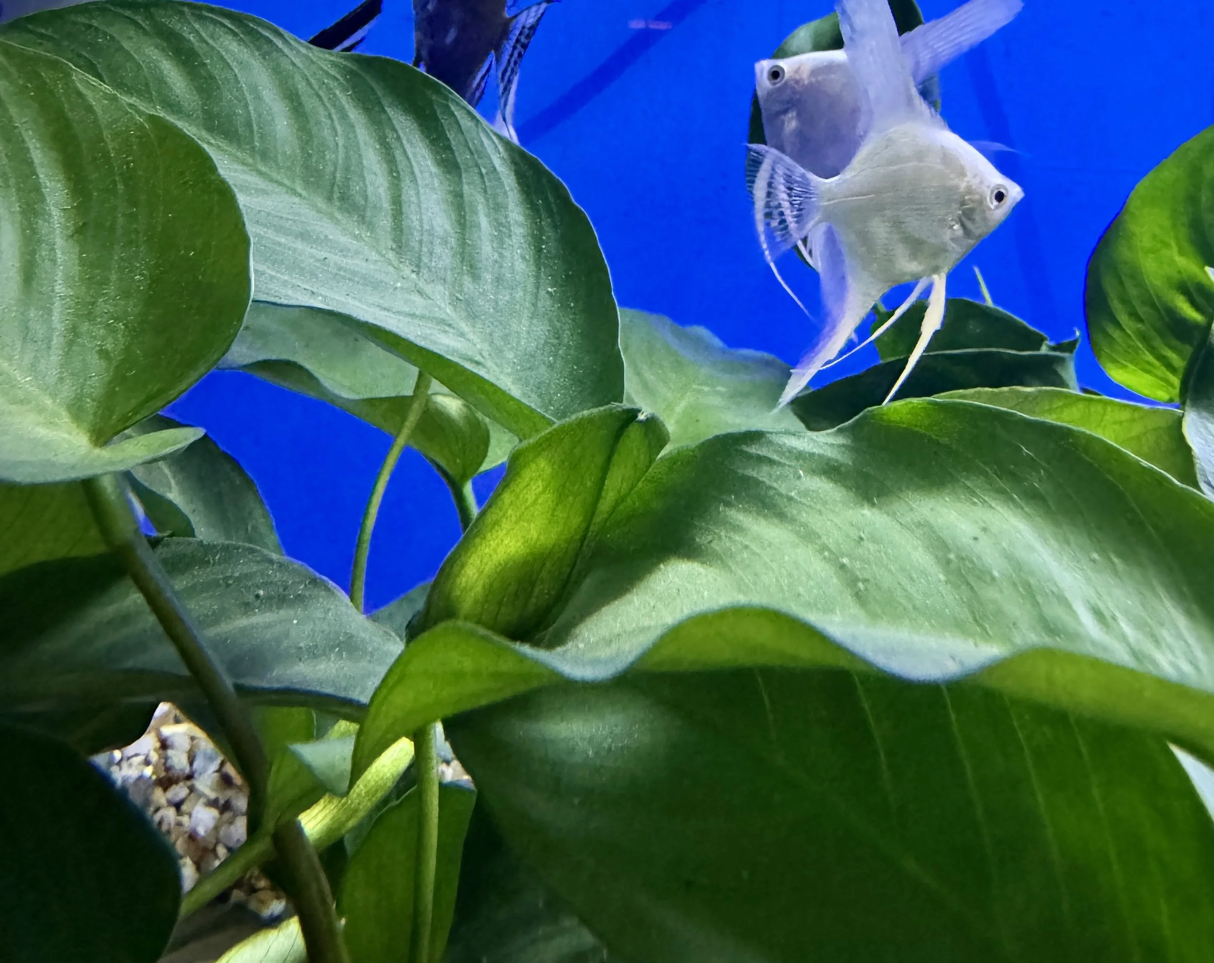 How to Care for Anubias Barteri