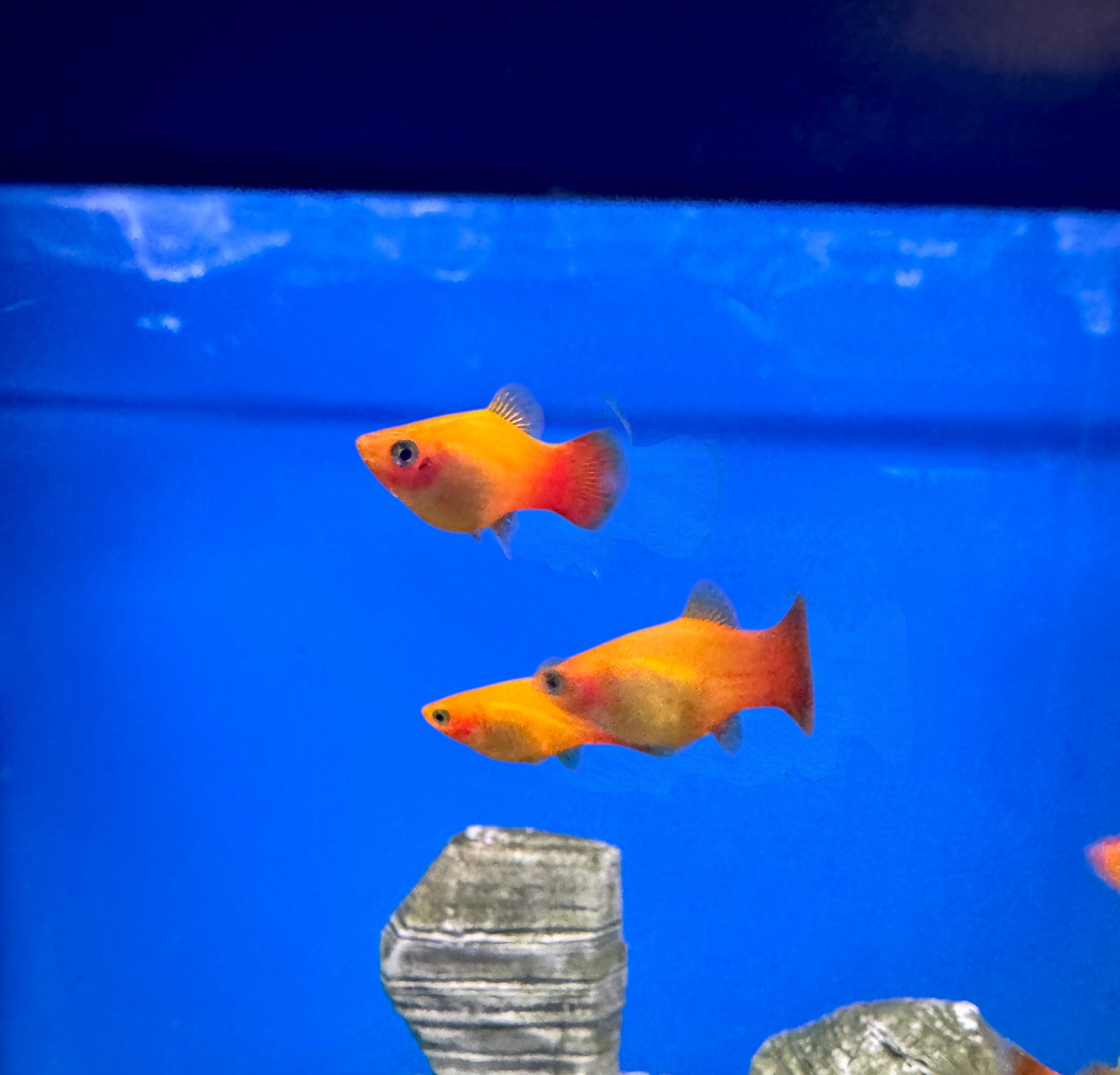 Photoroom_20250429_114038.jpeg