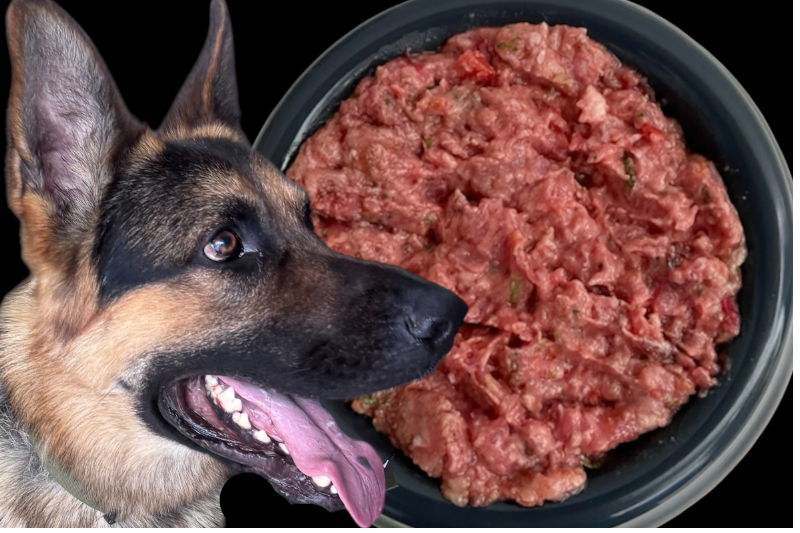German shepherd dog next to a bowl of raw ground meat.
