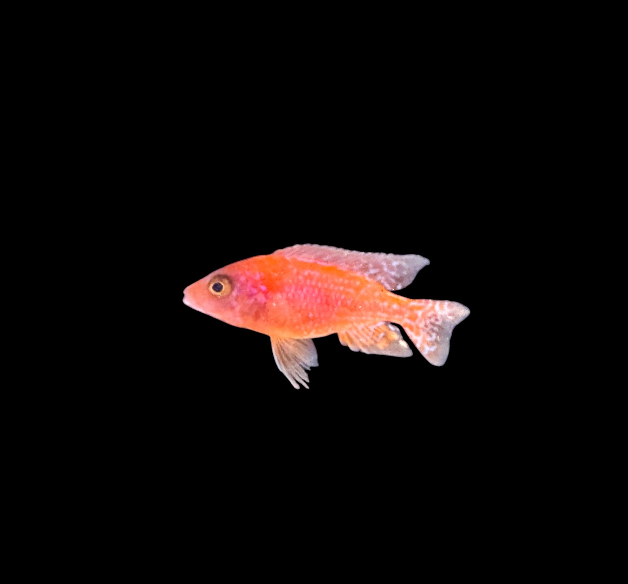 Tangerine Aulonacara. 5cm