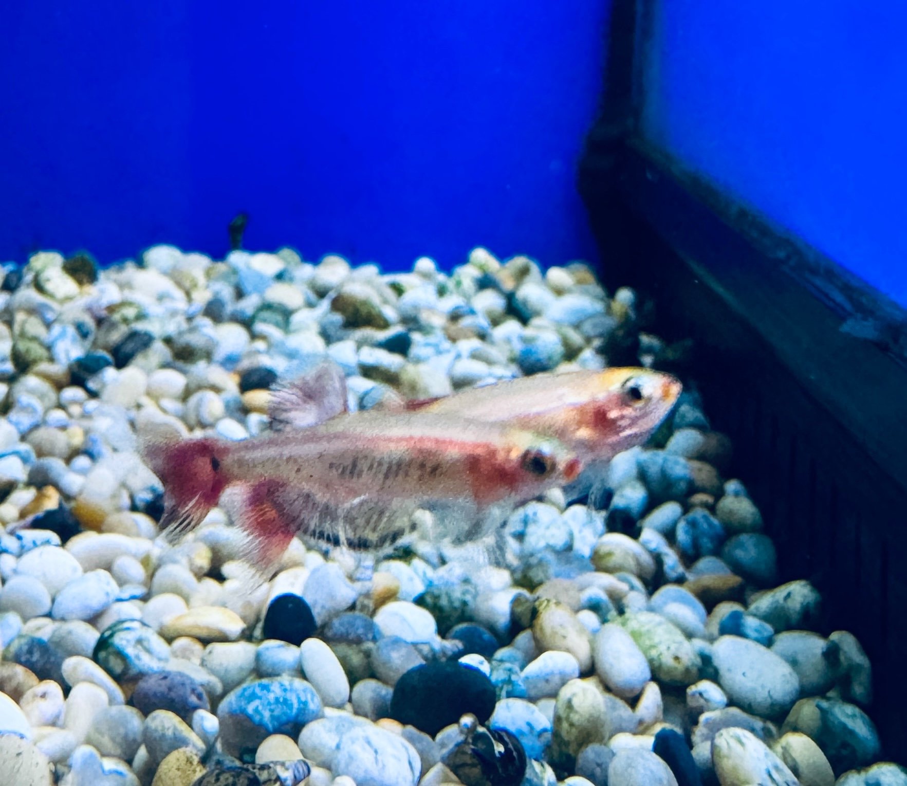 Photoroom_20250427_083742.jpeg