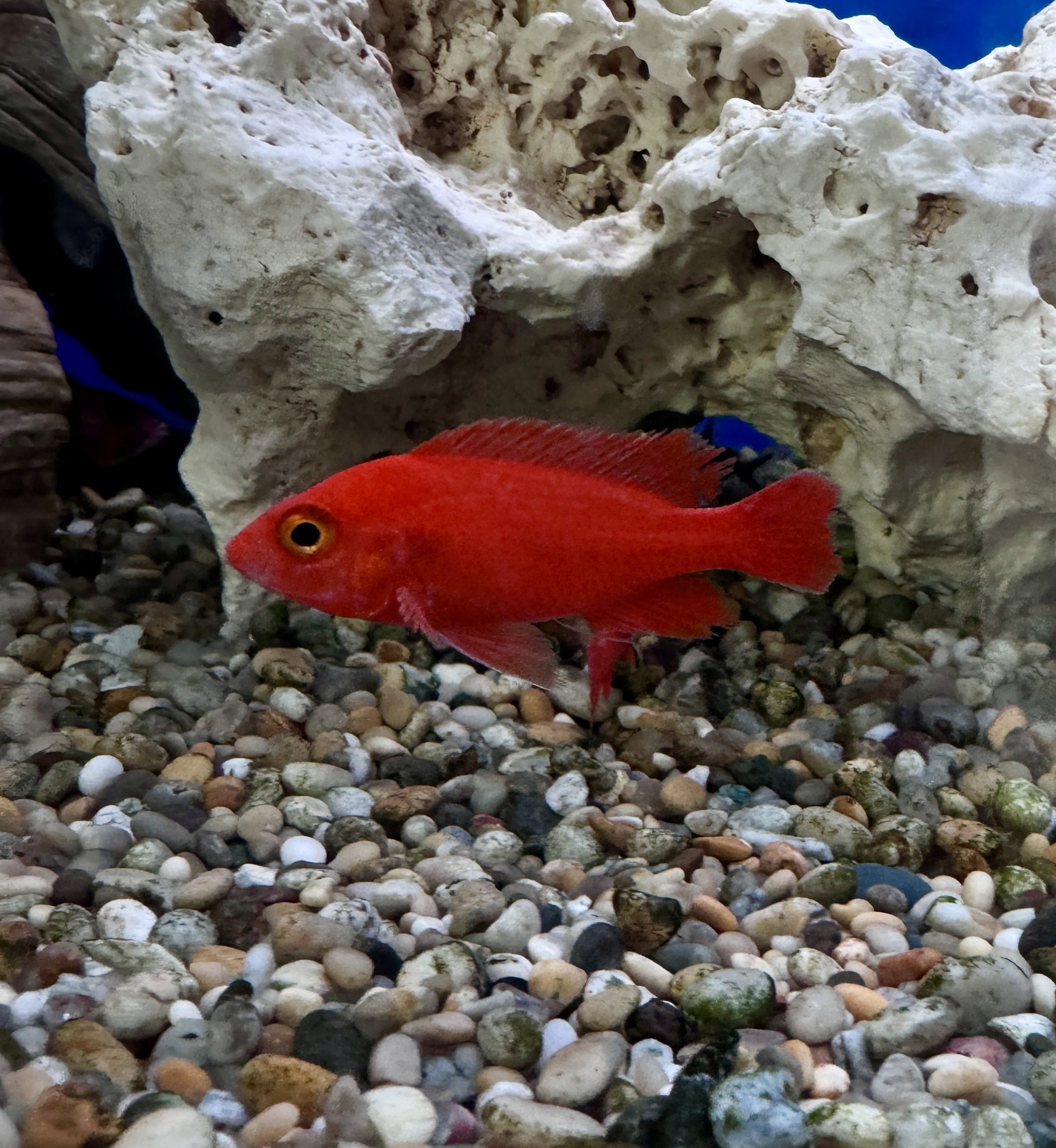 strawberry peacock