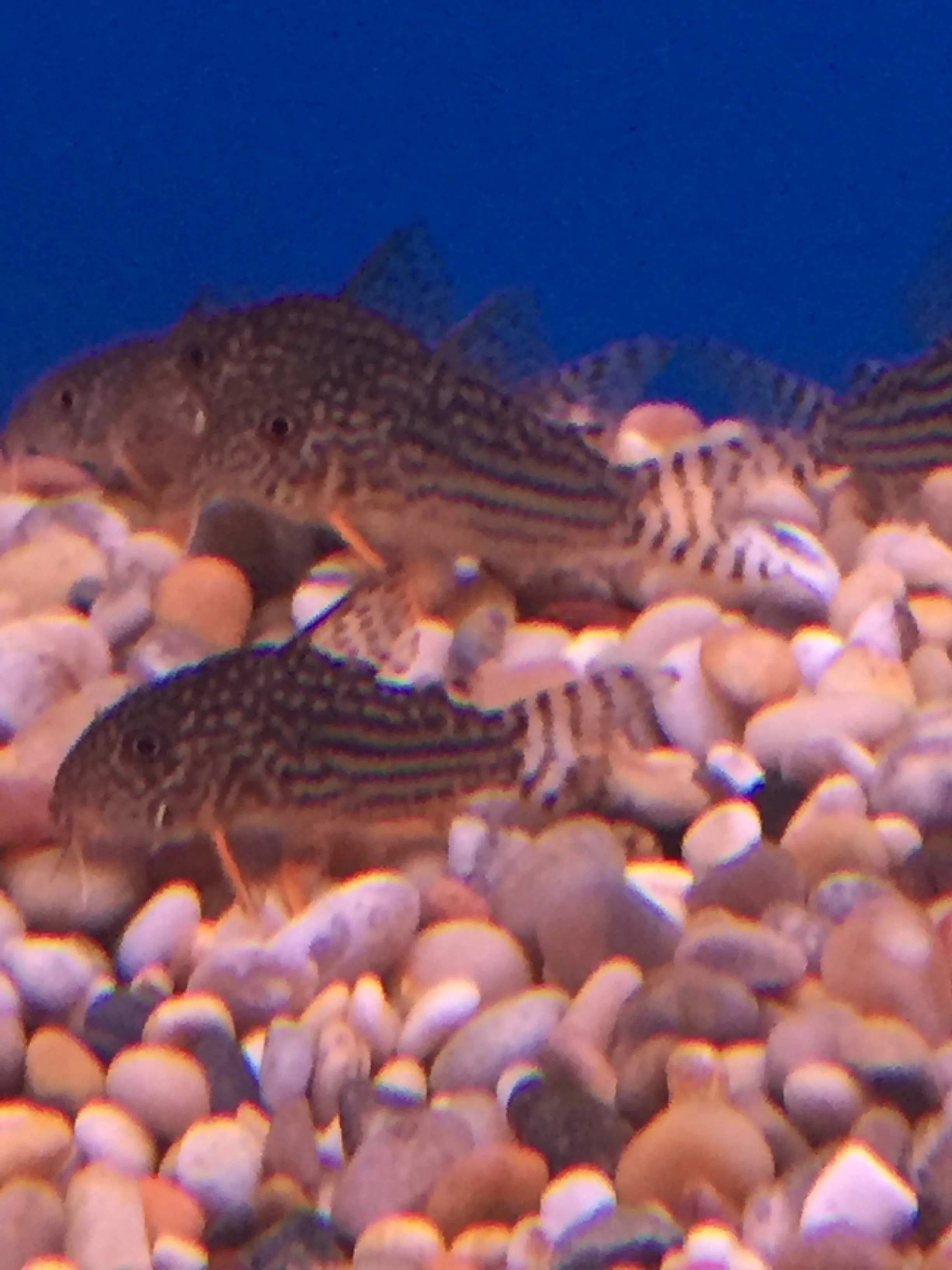 Sterbai Corydoras -  Corydoras sterbai 2-3cm