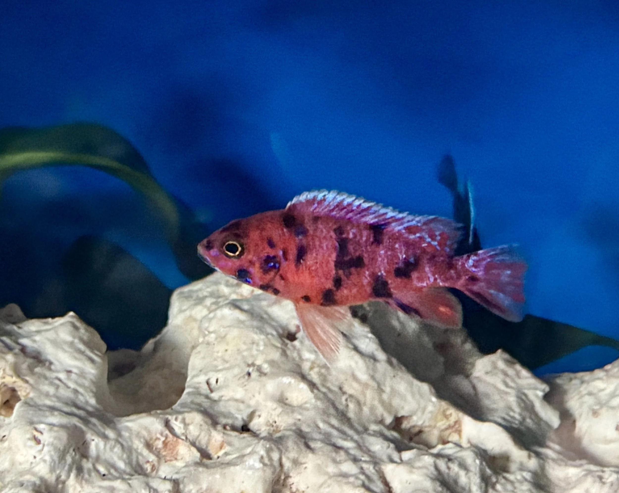 Orange Blotch Peacock Cichlid - Aulonacara sp. 5-6cm