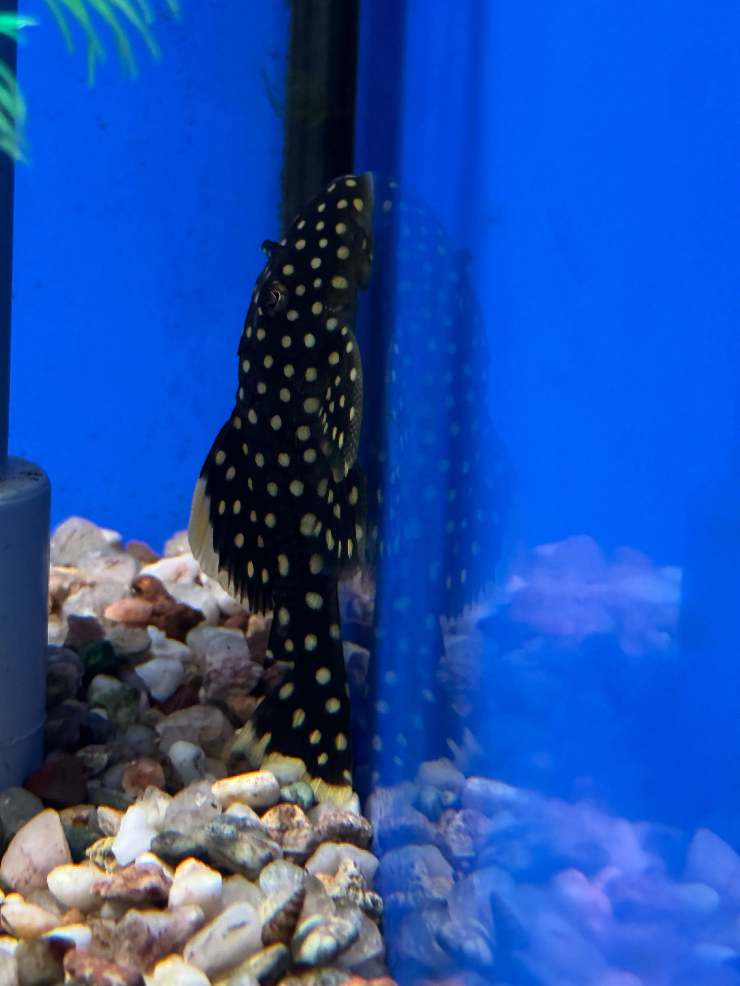 Golden Nugget L018 Baryancistrus xanthellus