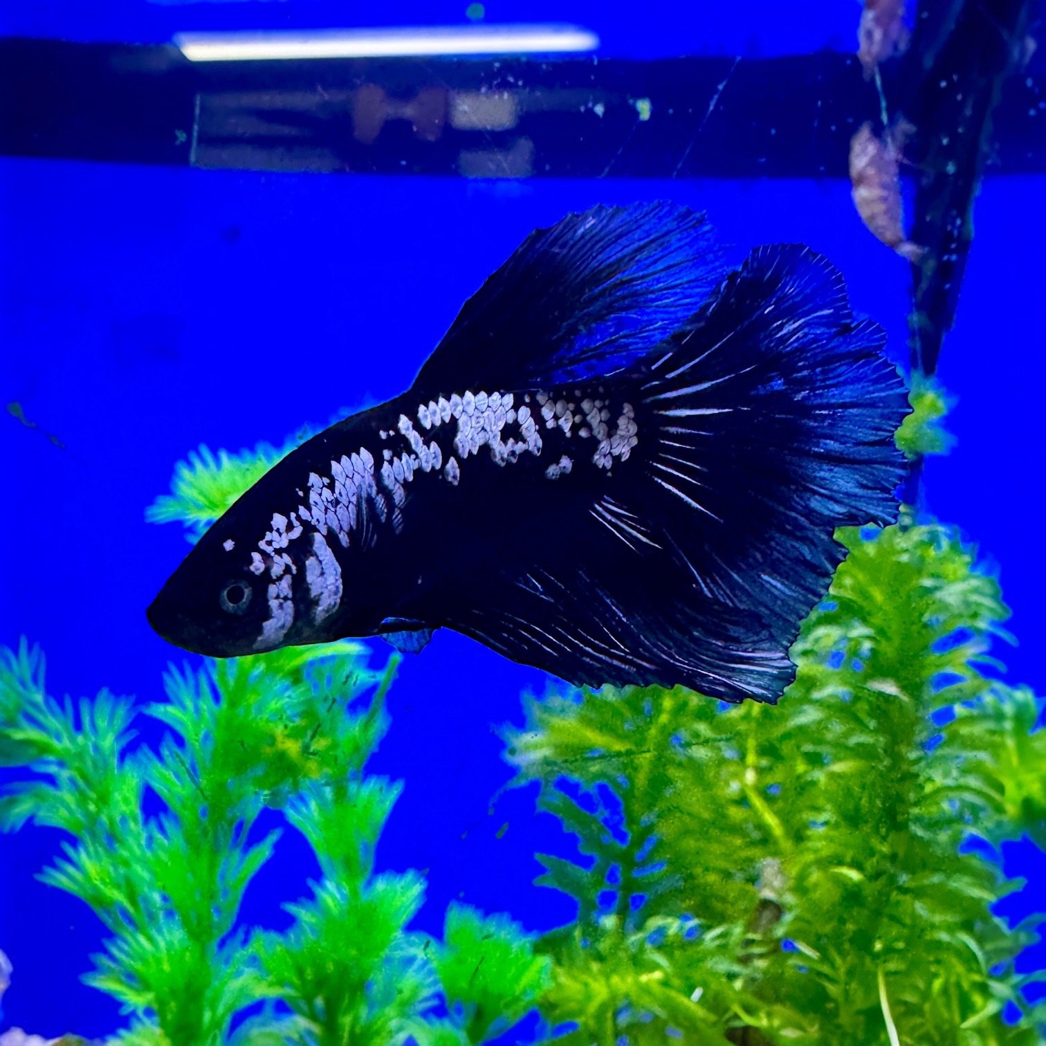Samurai Full Moon Male Betta - Betta splendens 2-3cm