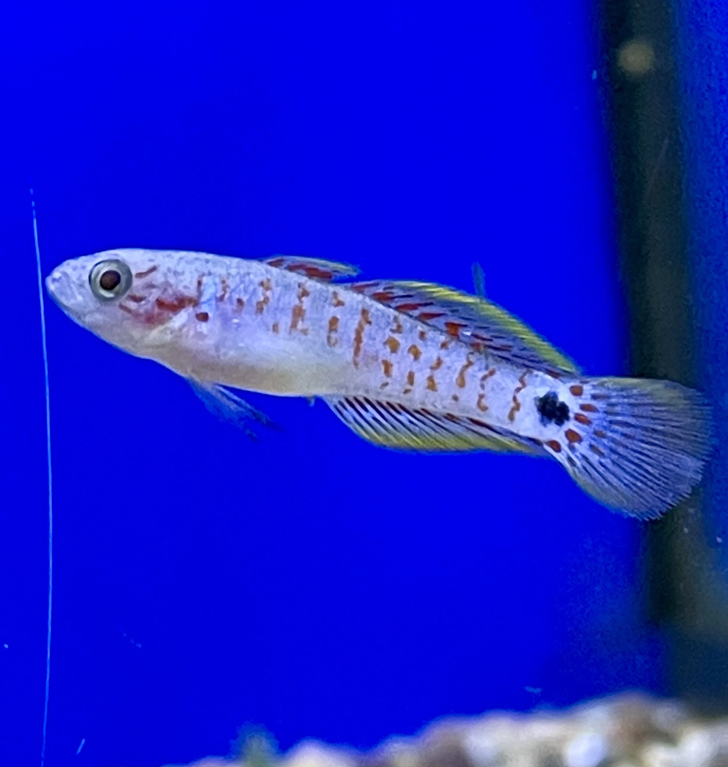 unusual fish