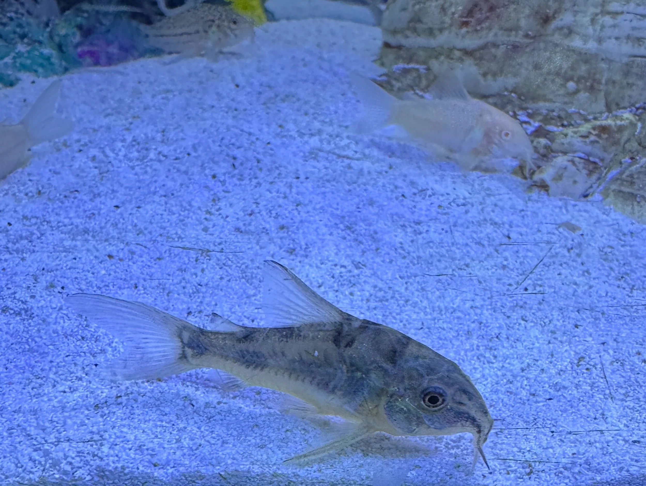 Peppered Corydoras Catfish - Corydoras paleatus 2cm