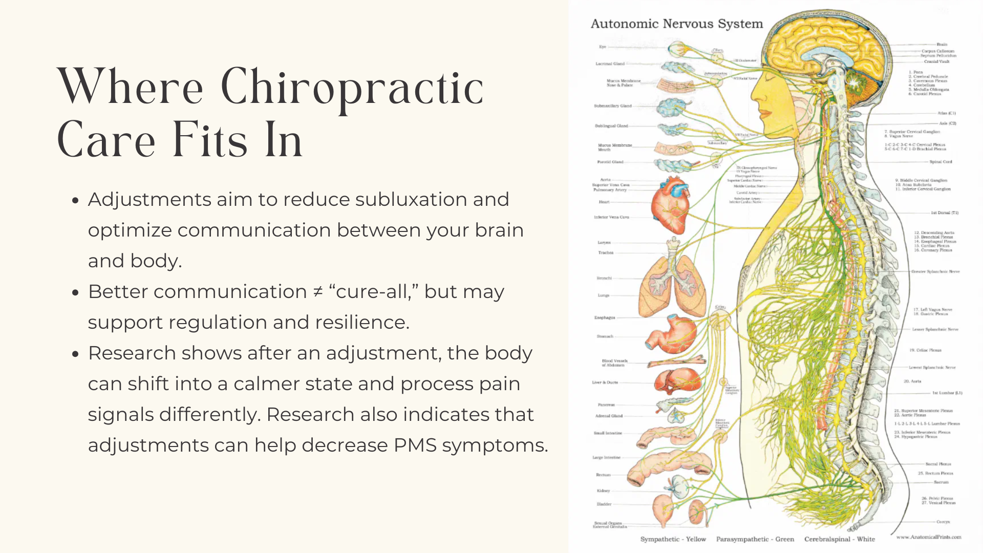 chiropractic care and your cycle explanation image