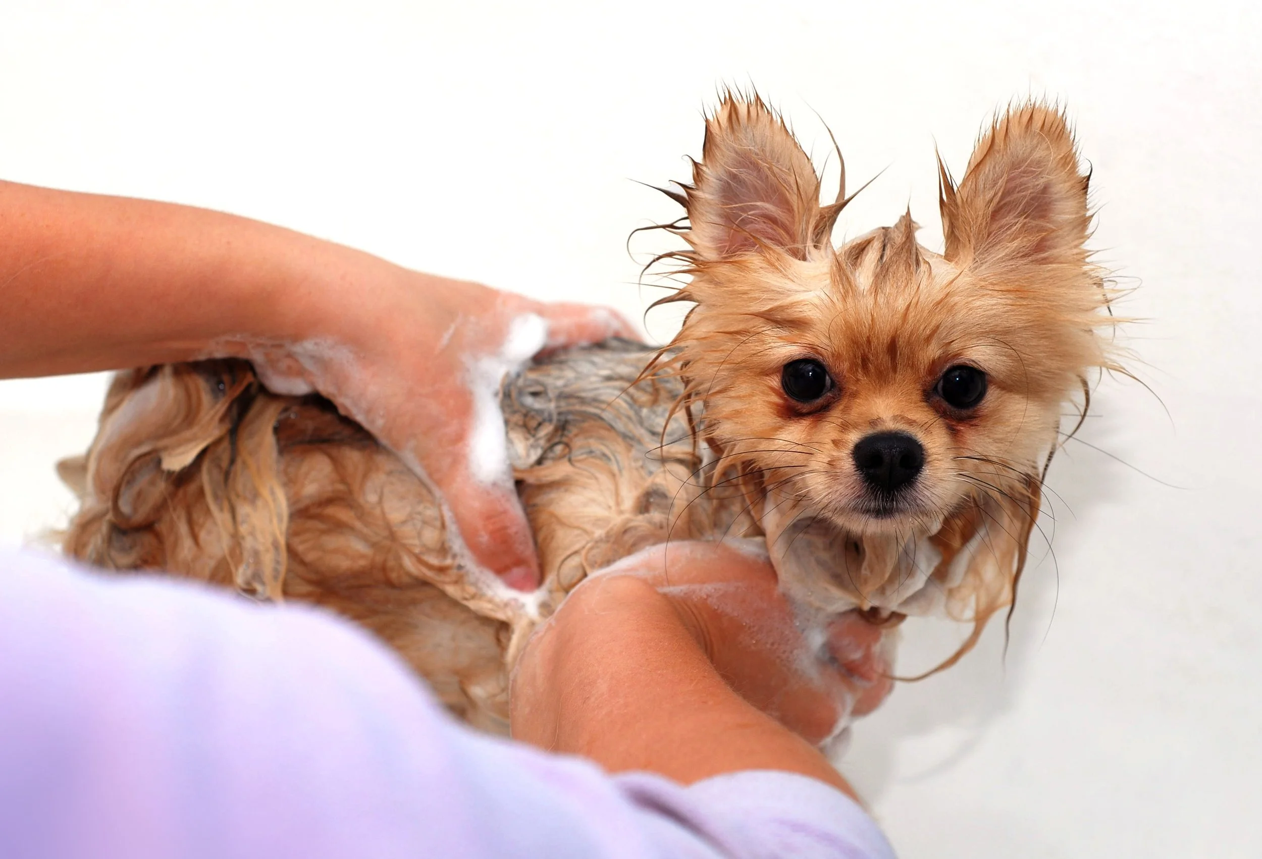 WHY YOUR GROOMING ROOM SMELLS LIKE REGRET: THE SCIENCE BEHIND DOG SKIN FUNK (AND WHY YOU SHOULD CARE)