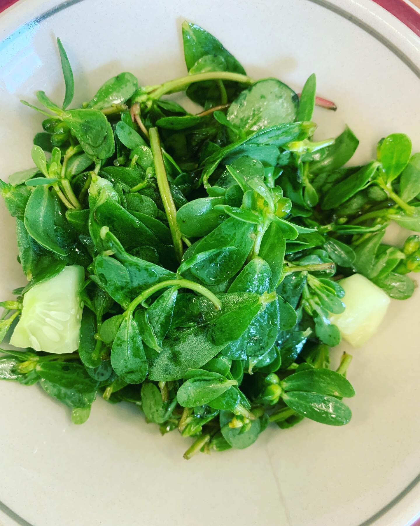Purslane is full of beta-carotene, the pigment responsible for the reddish color of its stems and leaves. Beta-carotene is one of many antioxidant s found in purslane.

These antioxidants have been found to reduce the number of free radicals in your 