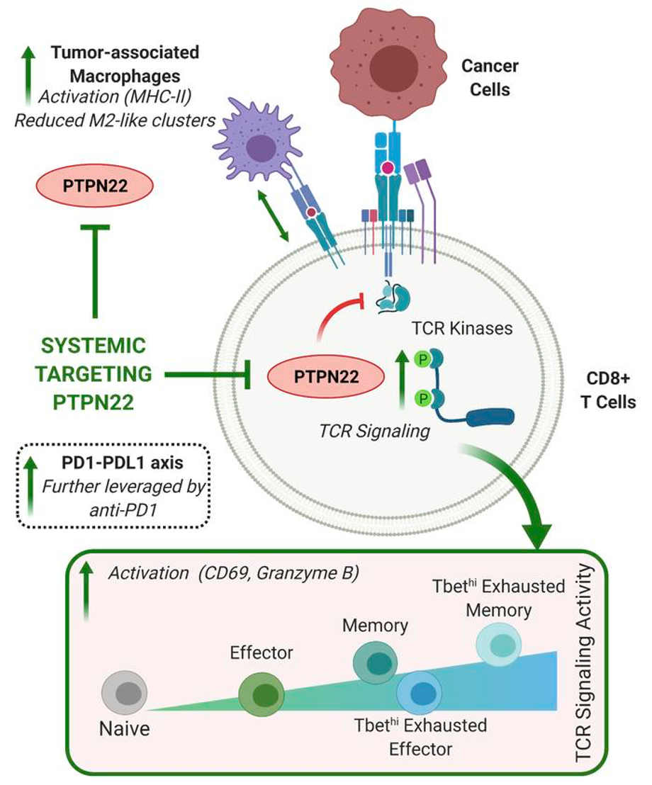Systemic inhibition of PTPN22 augments anticancer immunity