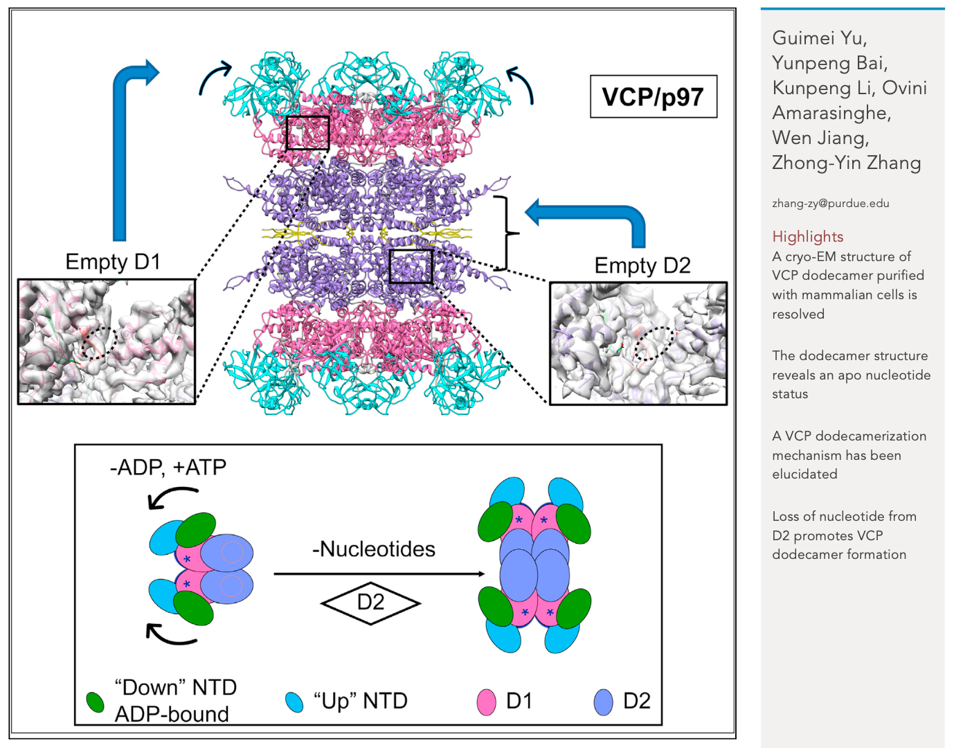 Cryo-electron microscopy structures of VCP/p97reveal a new mechanism of oligomerizationregulation