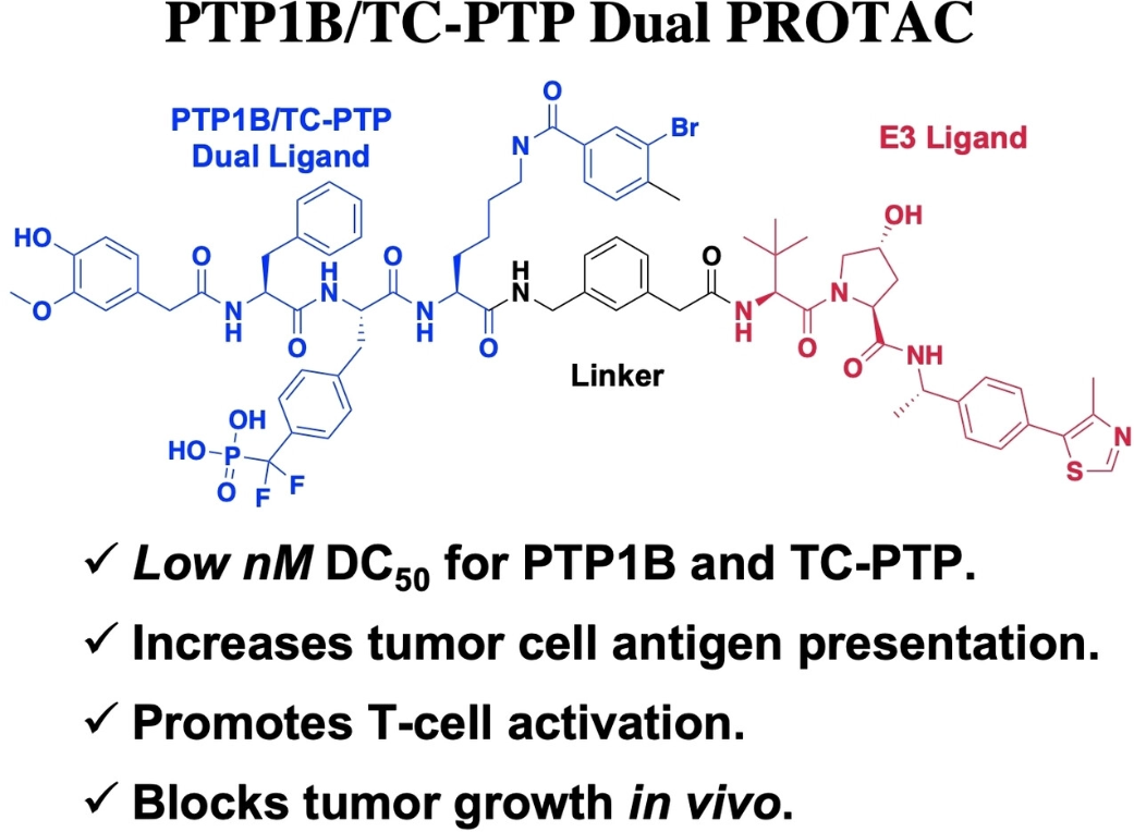 Small Molecule Degraders of Protein Tyrosine Phosphatase 1B and T-Cell Protein Tyrosine Phosphatase for Cancer Immunotherapy