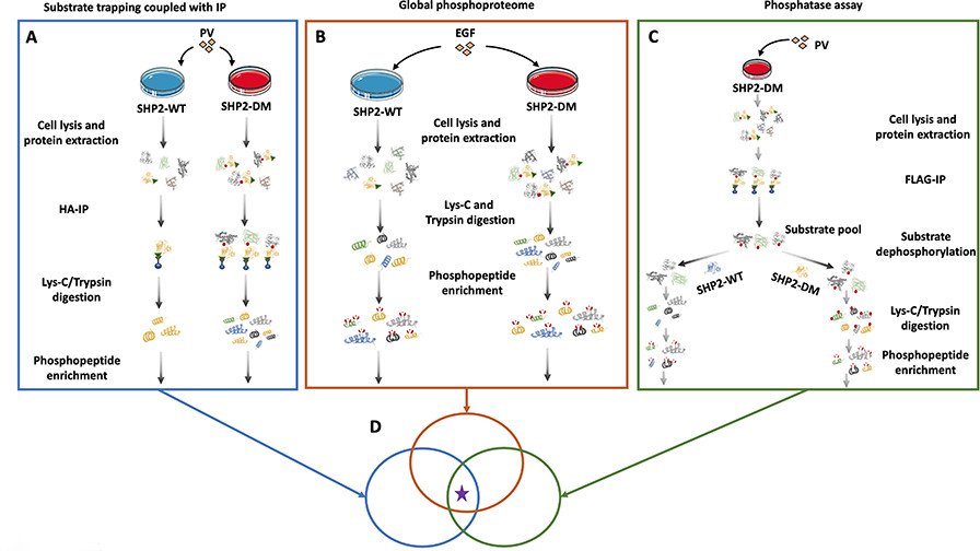 An Integrated Proteomic Strategy to Identify SHP2 Substrates