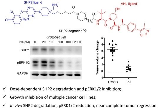 Discovery of a SHP2 degrader with in vivo anti-tumor activity