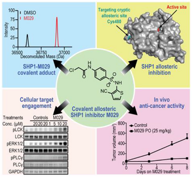 Discovery of a First-in-Class Covalent Allosteric SHP1 Inhibitor with Immunotherapeutic Activity