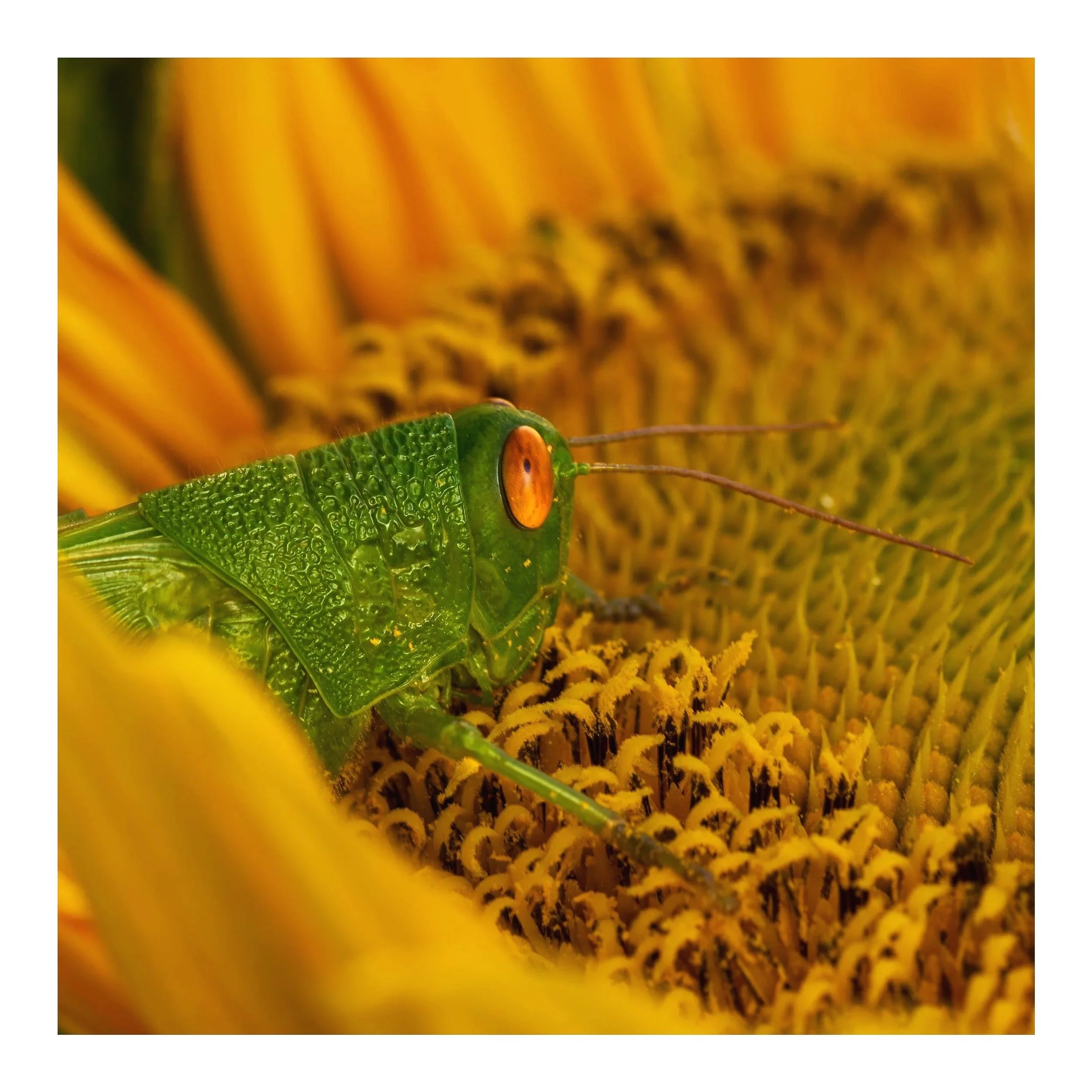 Looking+close+1-2.jpg