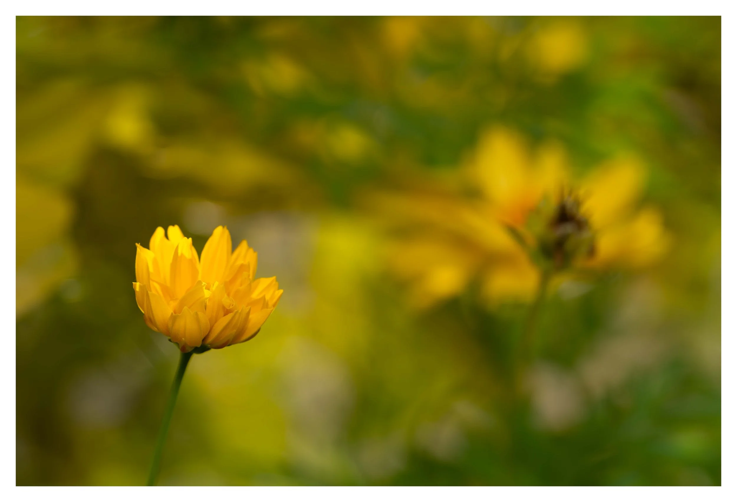 Looking close 1.jpg