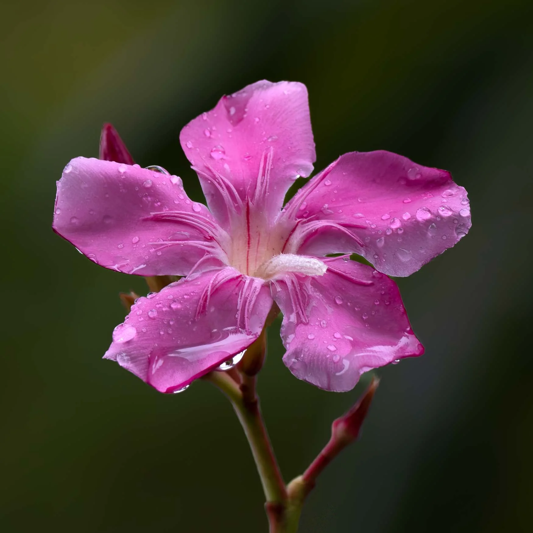 Looking close 1-6.jpg