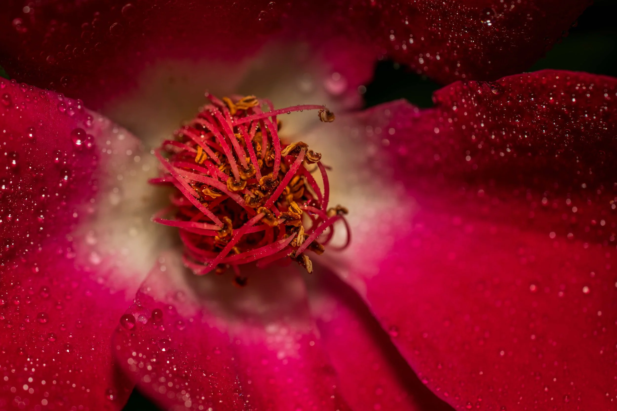 Looking close 1-17.jpg