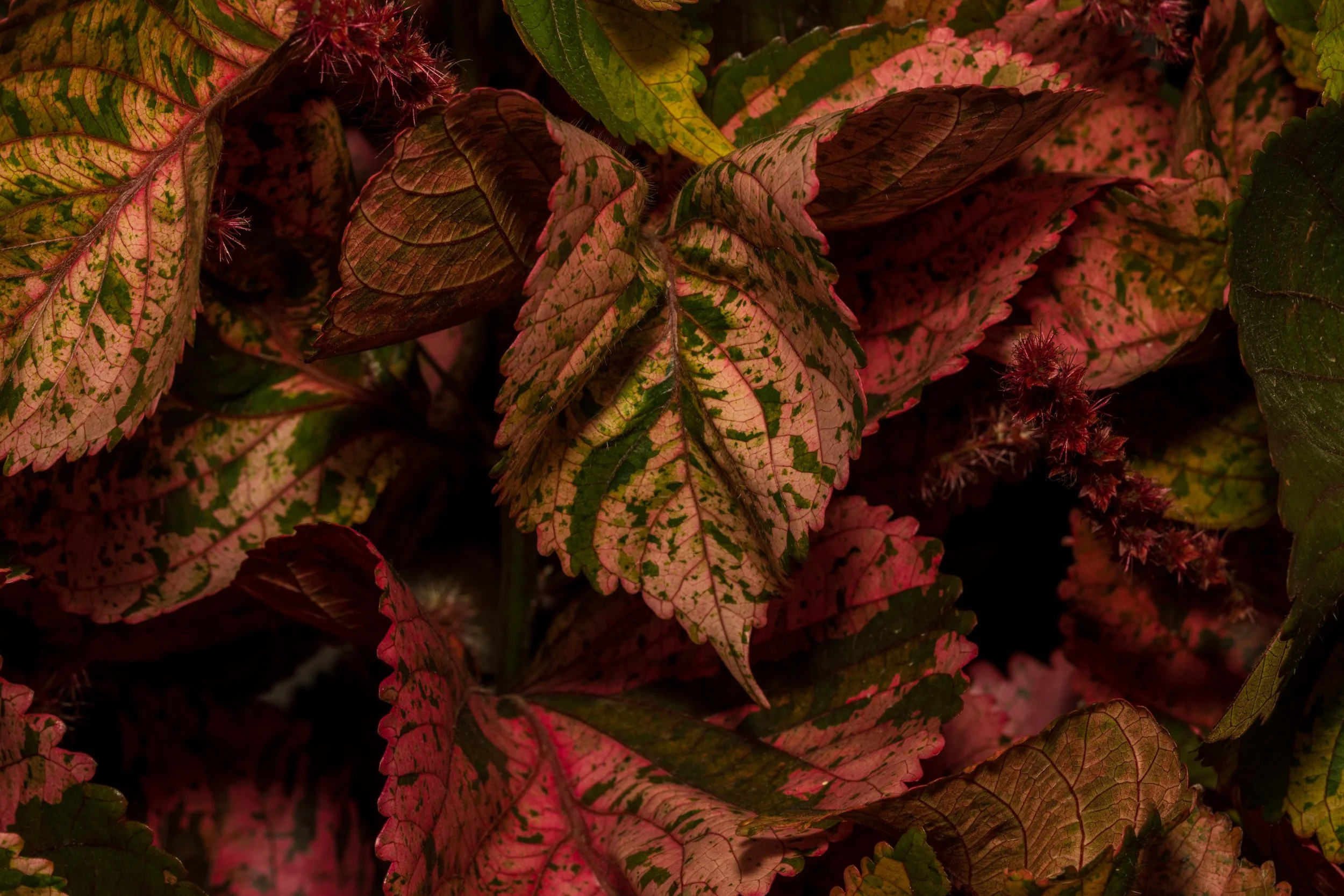 Looking close 1-14.jpg