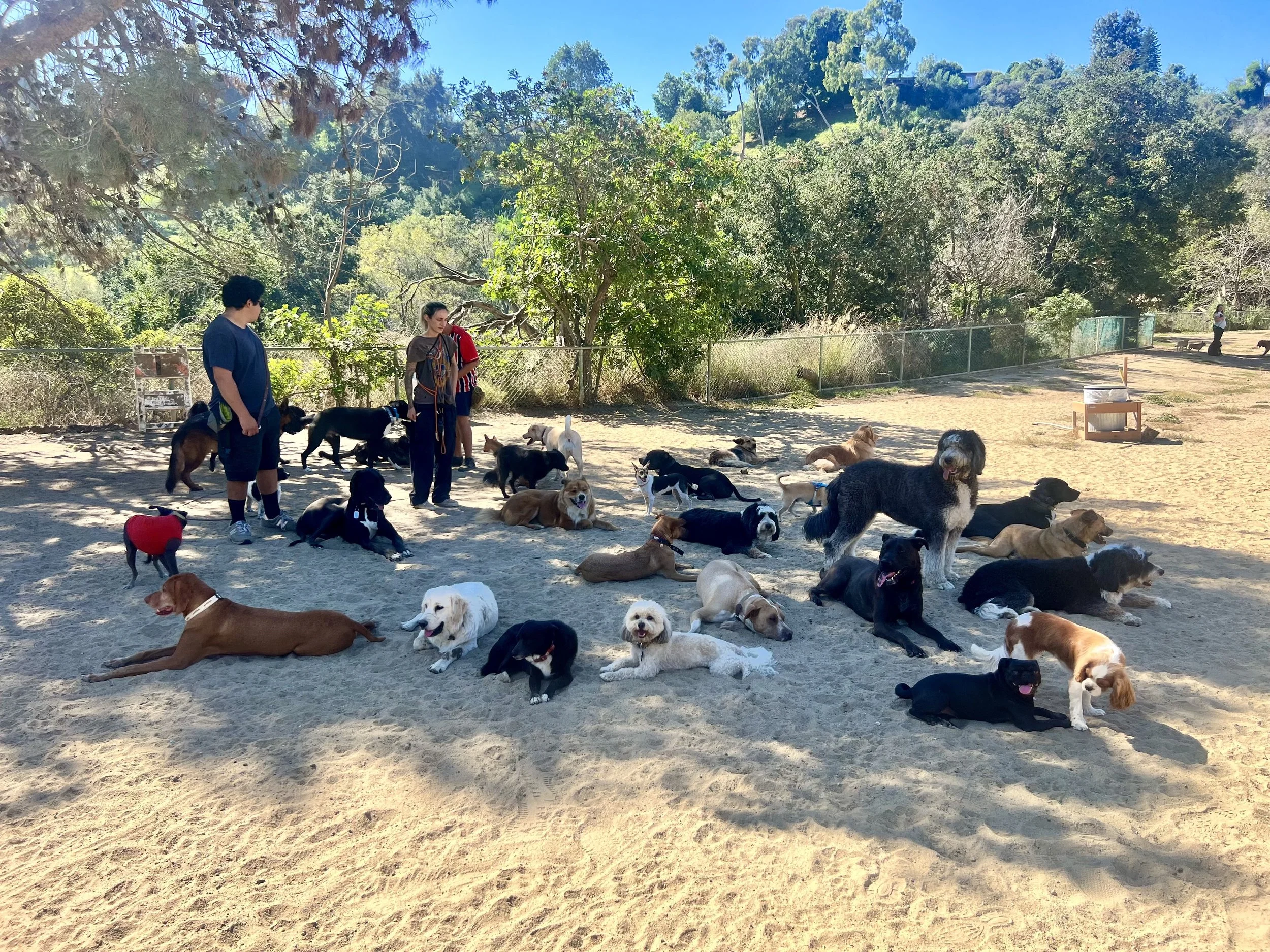Dog Training and Pack Training Services in Los Angeles