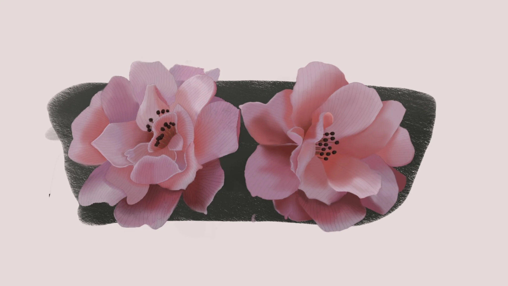 A digital painting of two pink flowers against a dark gray background