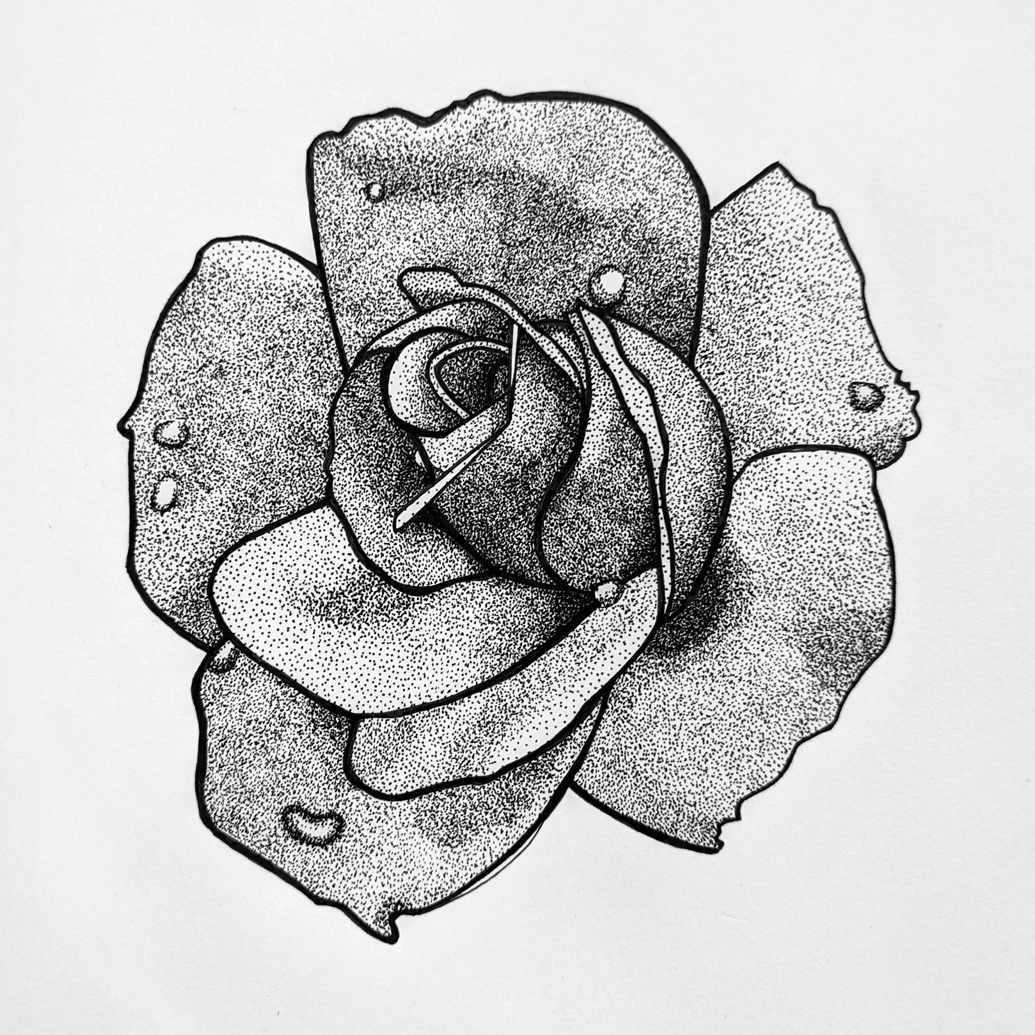 A pen and ink drawing of a rose