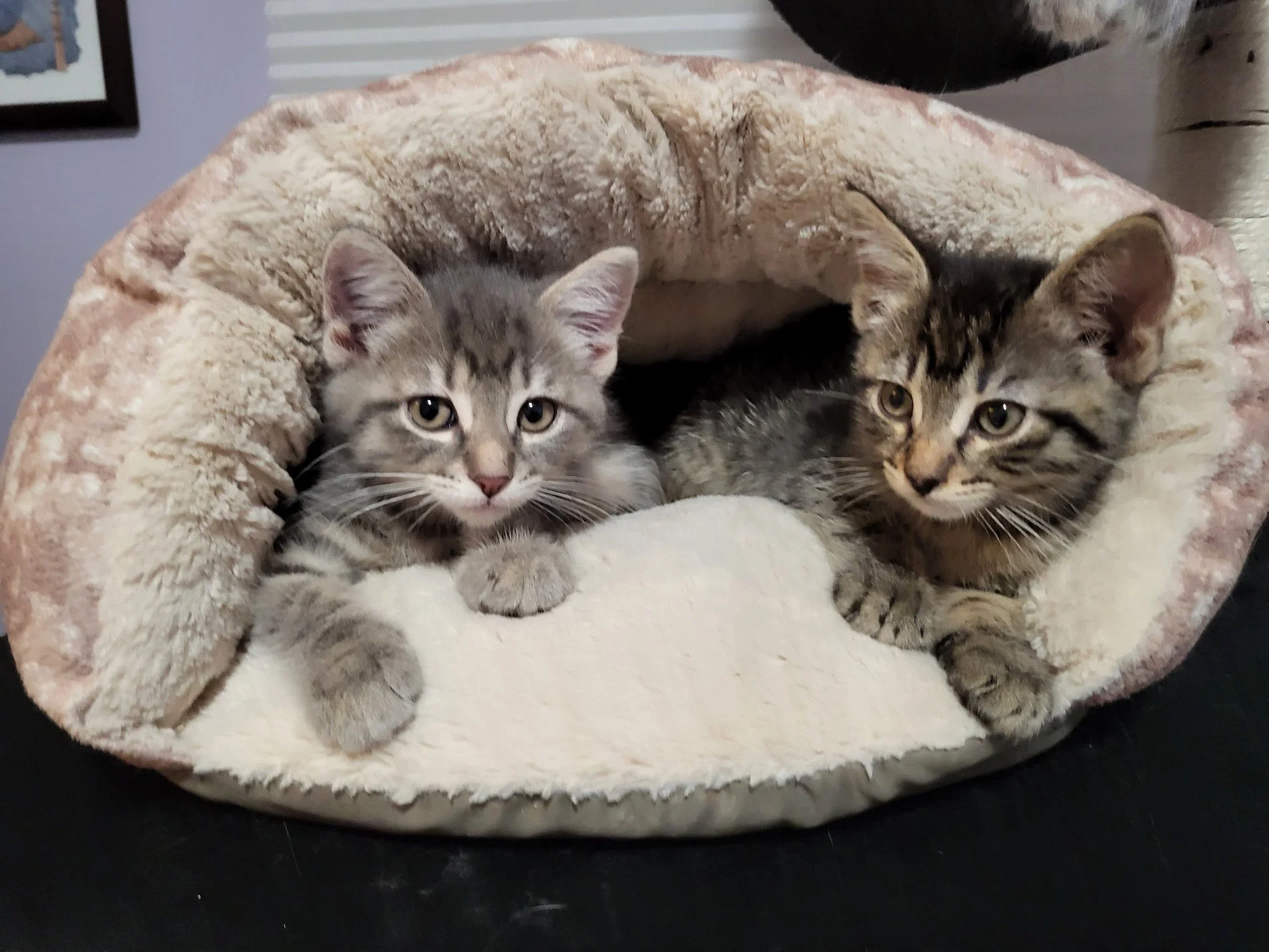 Meet & Greet Adoption Event