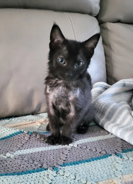 Petco Adoption Cats: Find Your Perfect Furry Friend Today